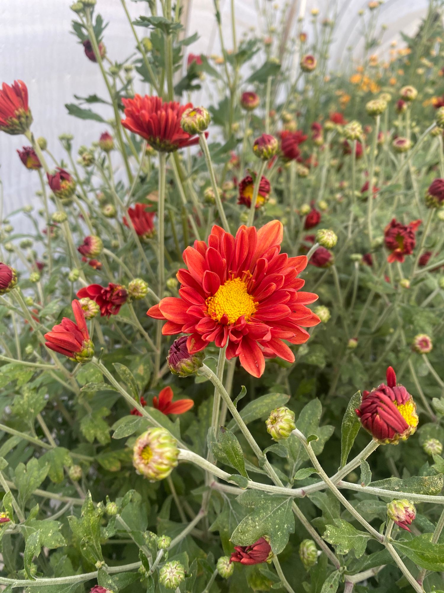 CHRYSANTHEMUM