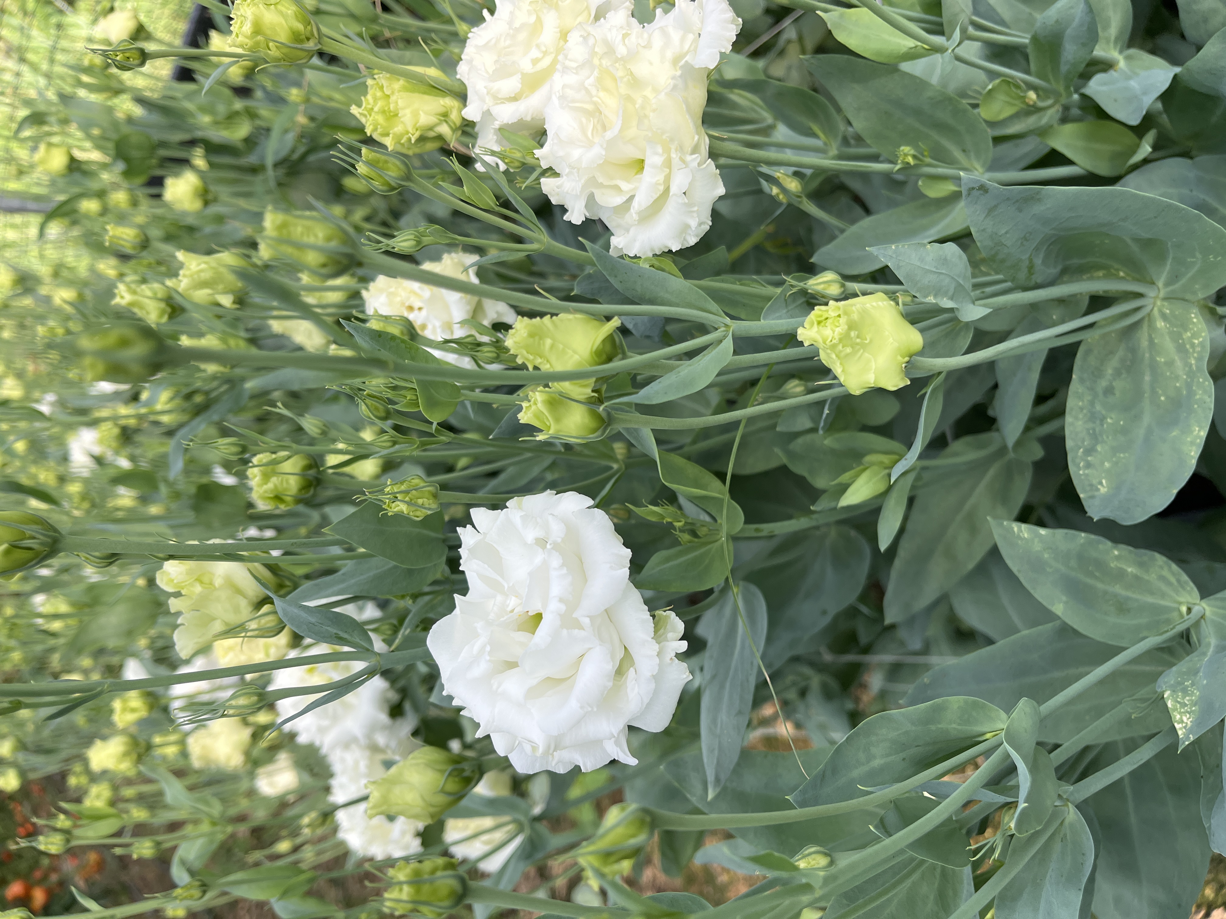 EUSTOMA grandiflorum Voyage White
