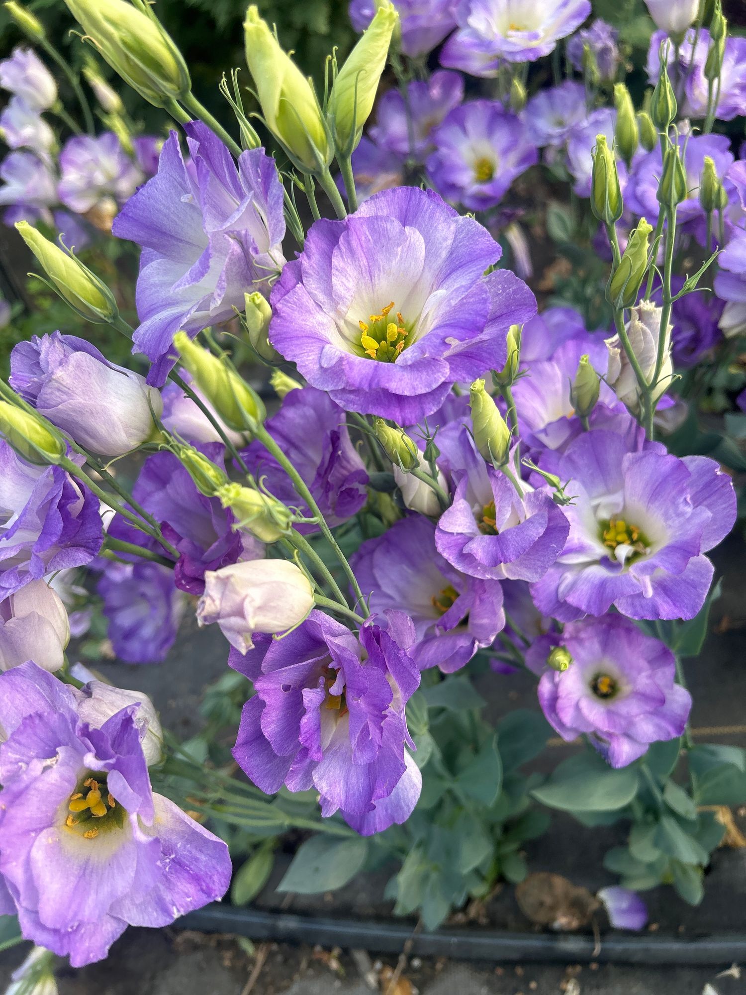 EUSTOMA grandiflorum
