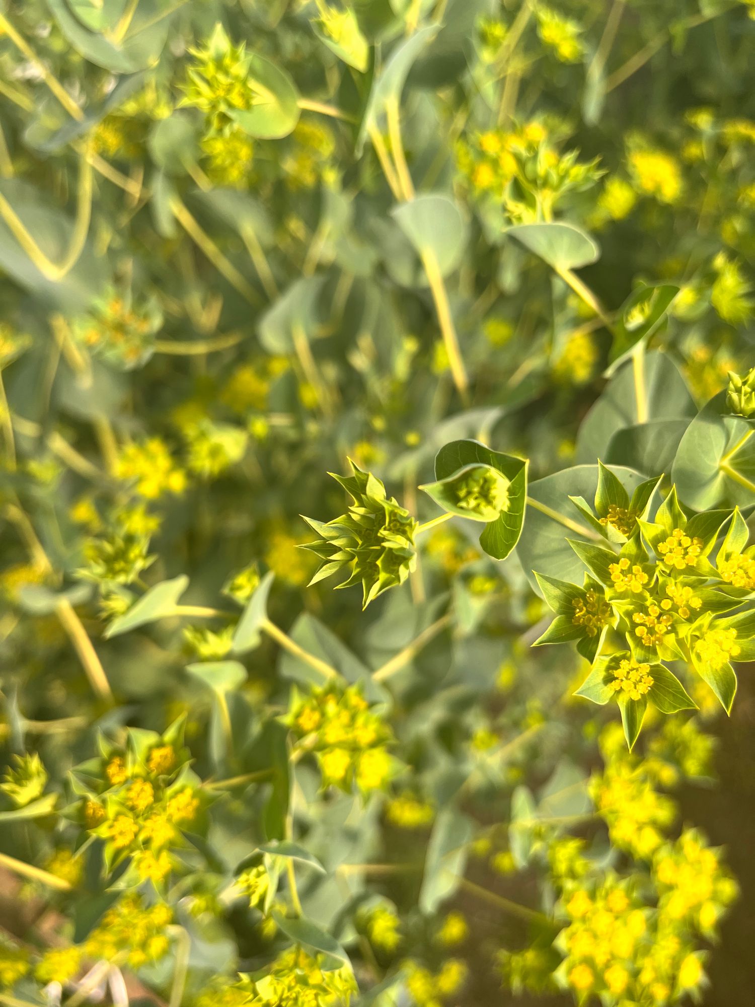 BUPLEURUM griffithii Green Gold