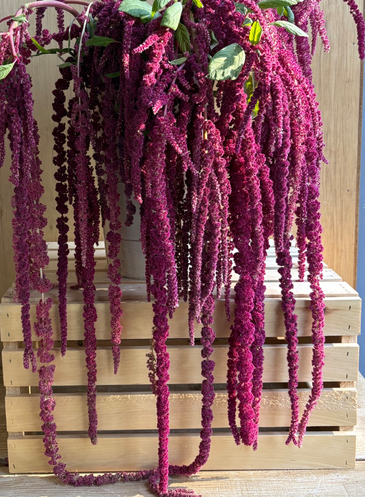 AMARANTHUS caudatus Love-Lies-Bleeding