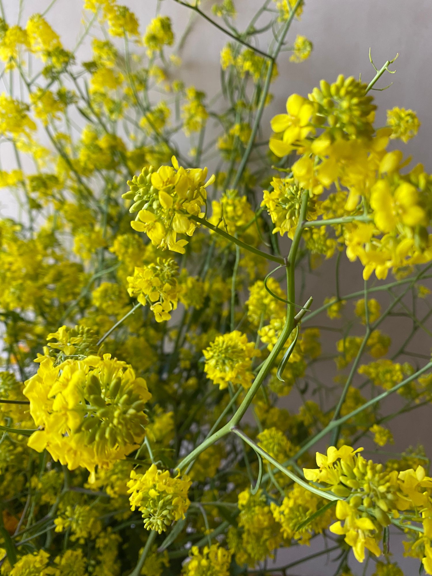 BRASSICA juncea