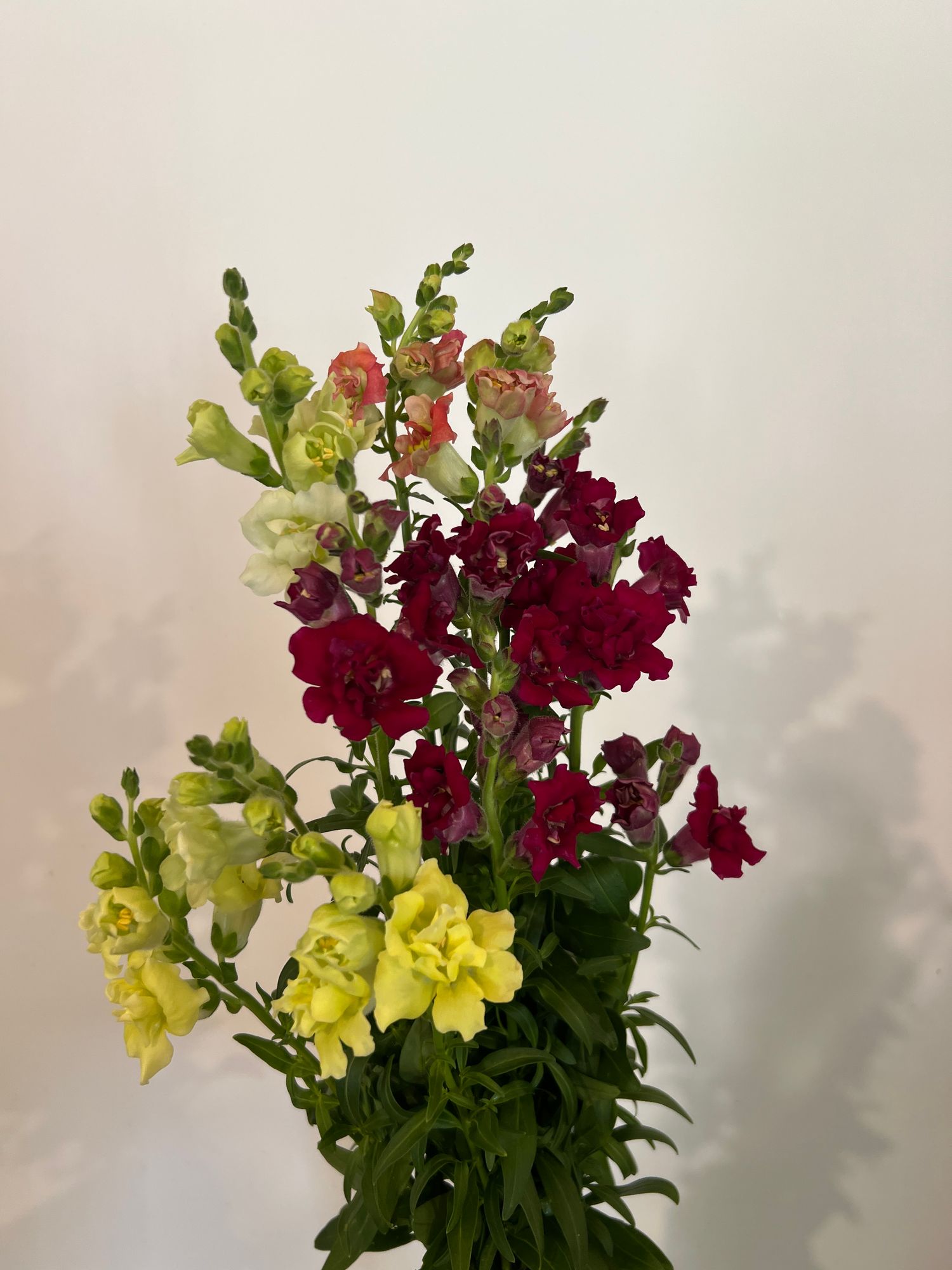 ANTIRRHINUM majus Madame Butterfly