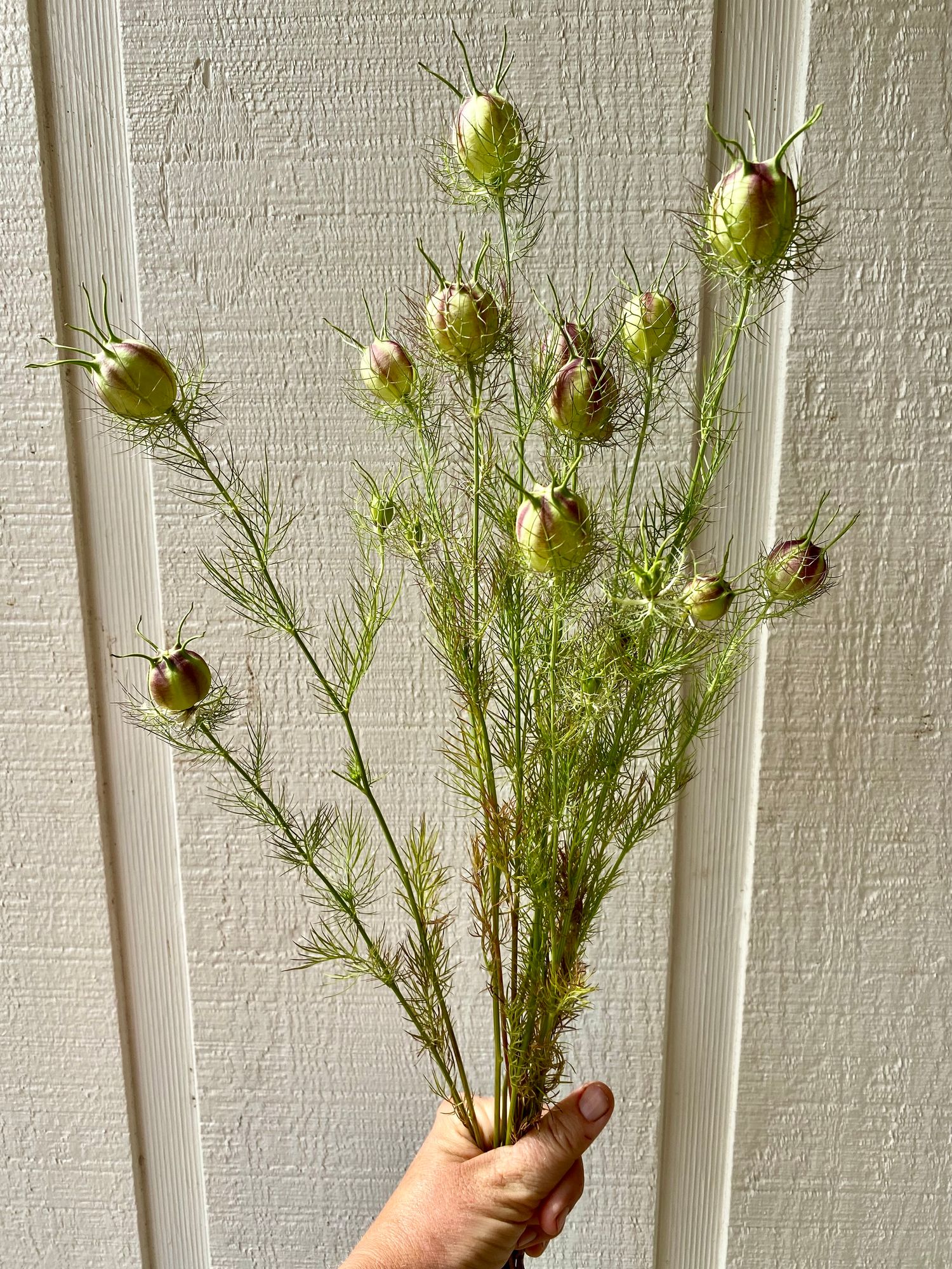 NIGELLA