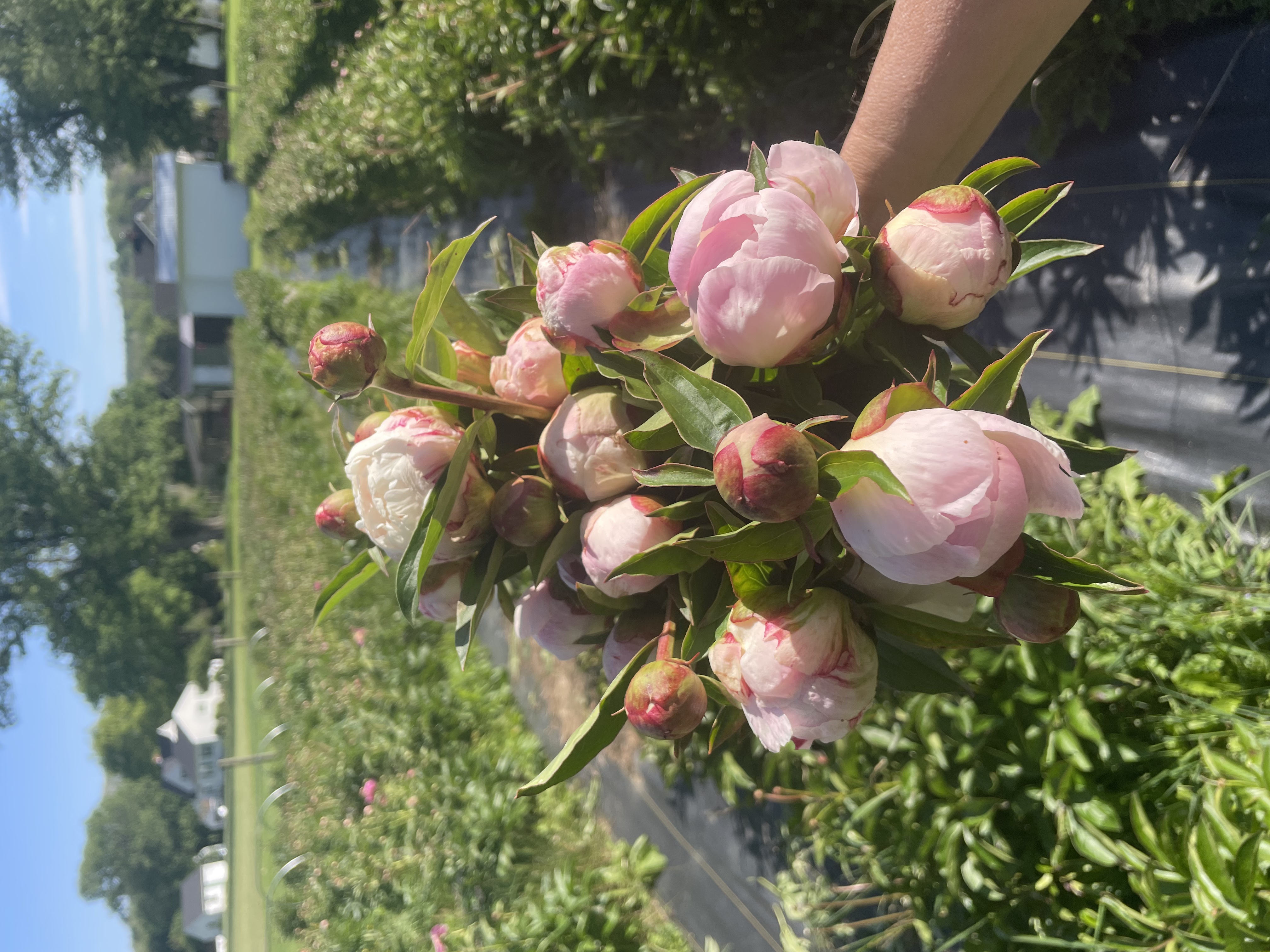 PAEONIA lactiflora Gardenia