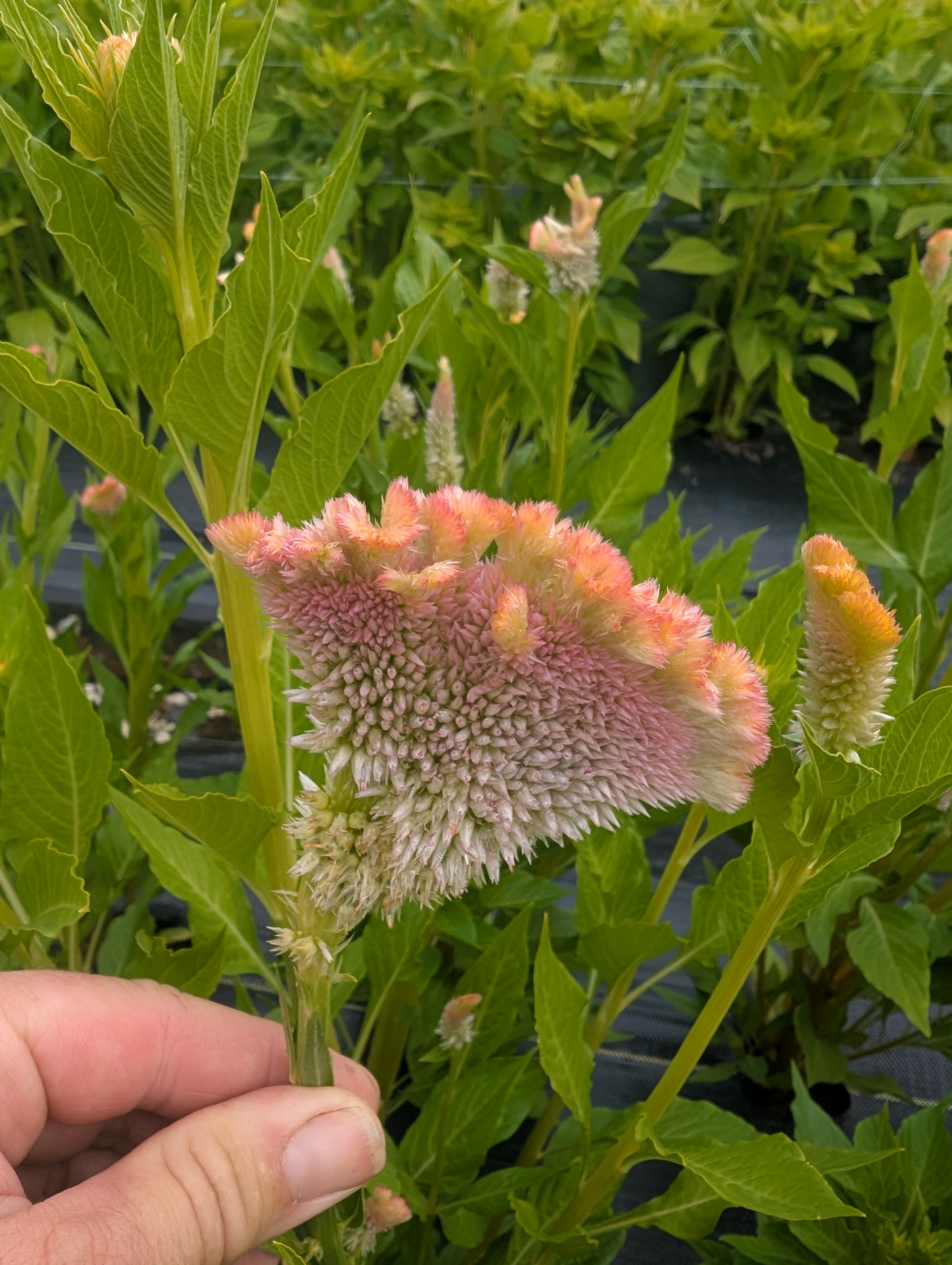 CELOSIA argentea var. cristata Pink Chenille
