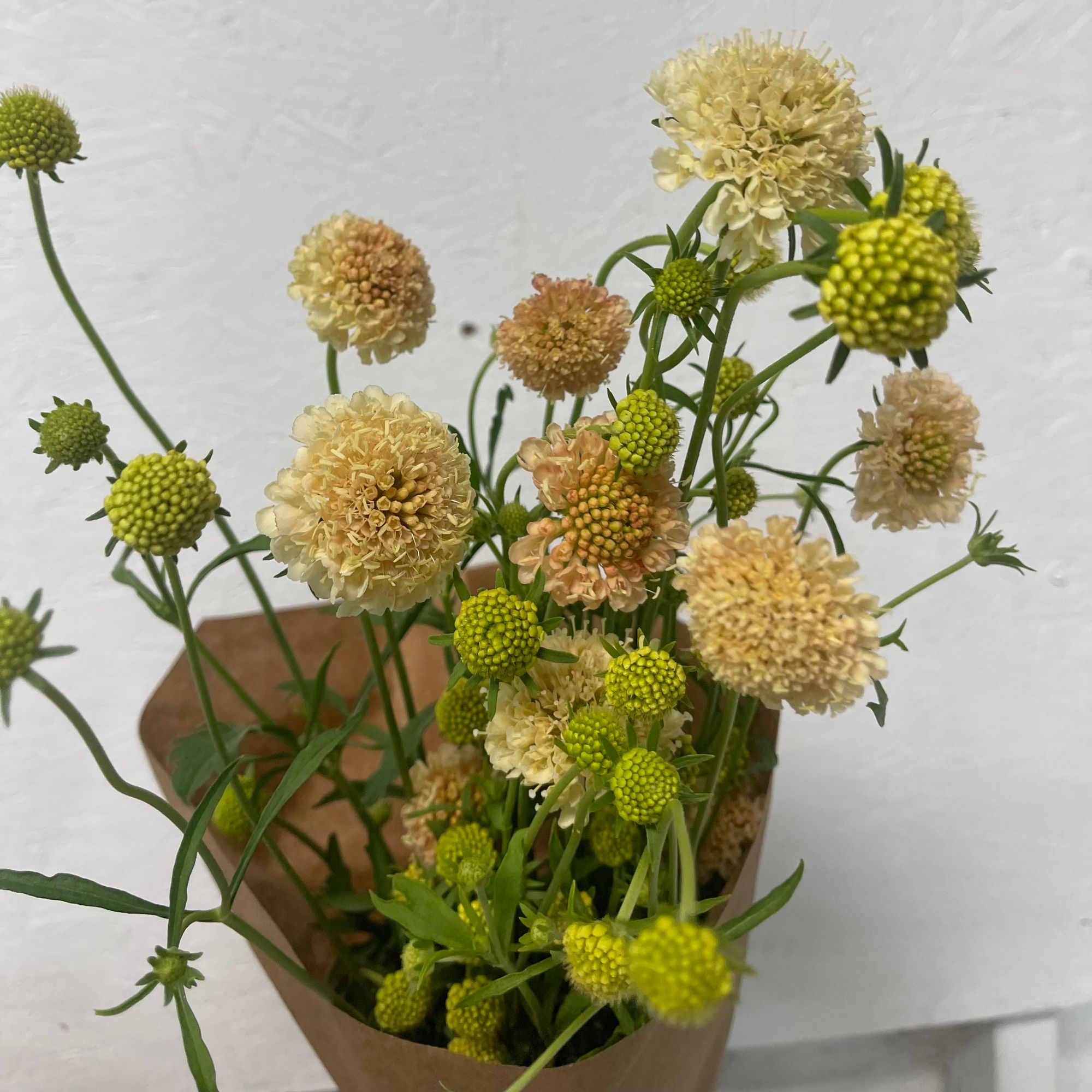SCABIOSA atropurpurea Fata Morgana