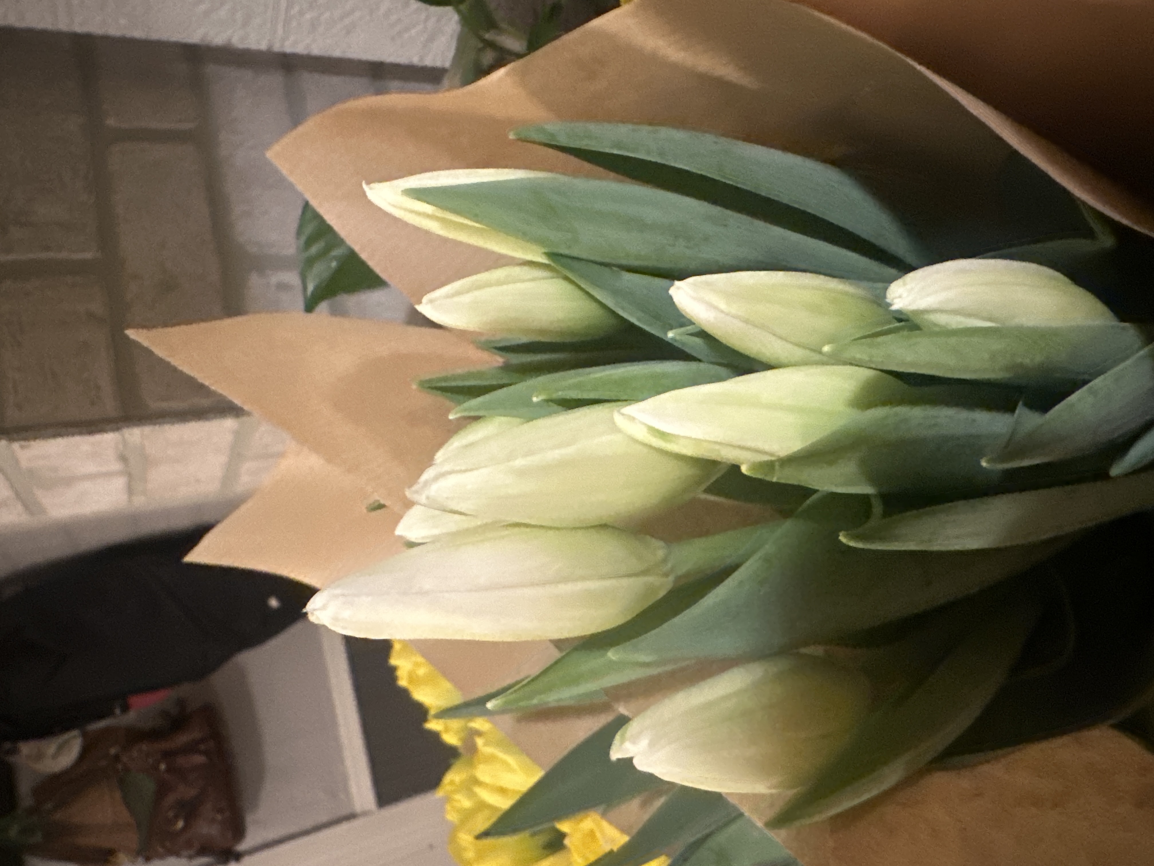 TULIPA Hakuun