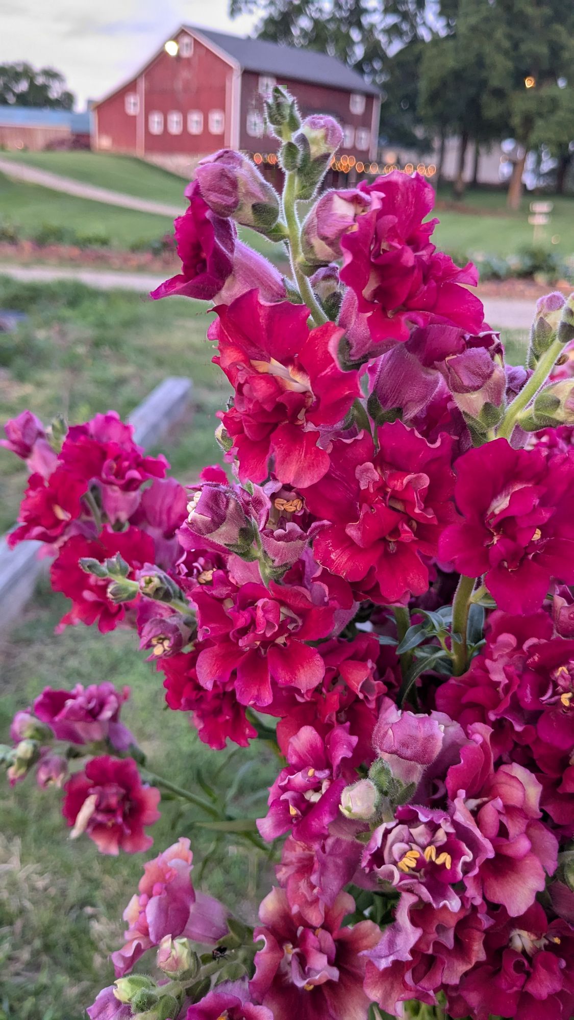 ANTIRRHINUM majus Madame Butterfly Red