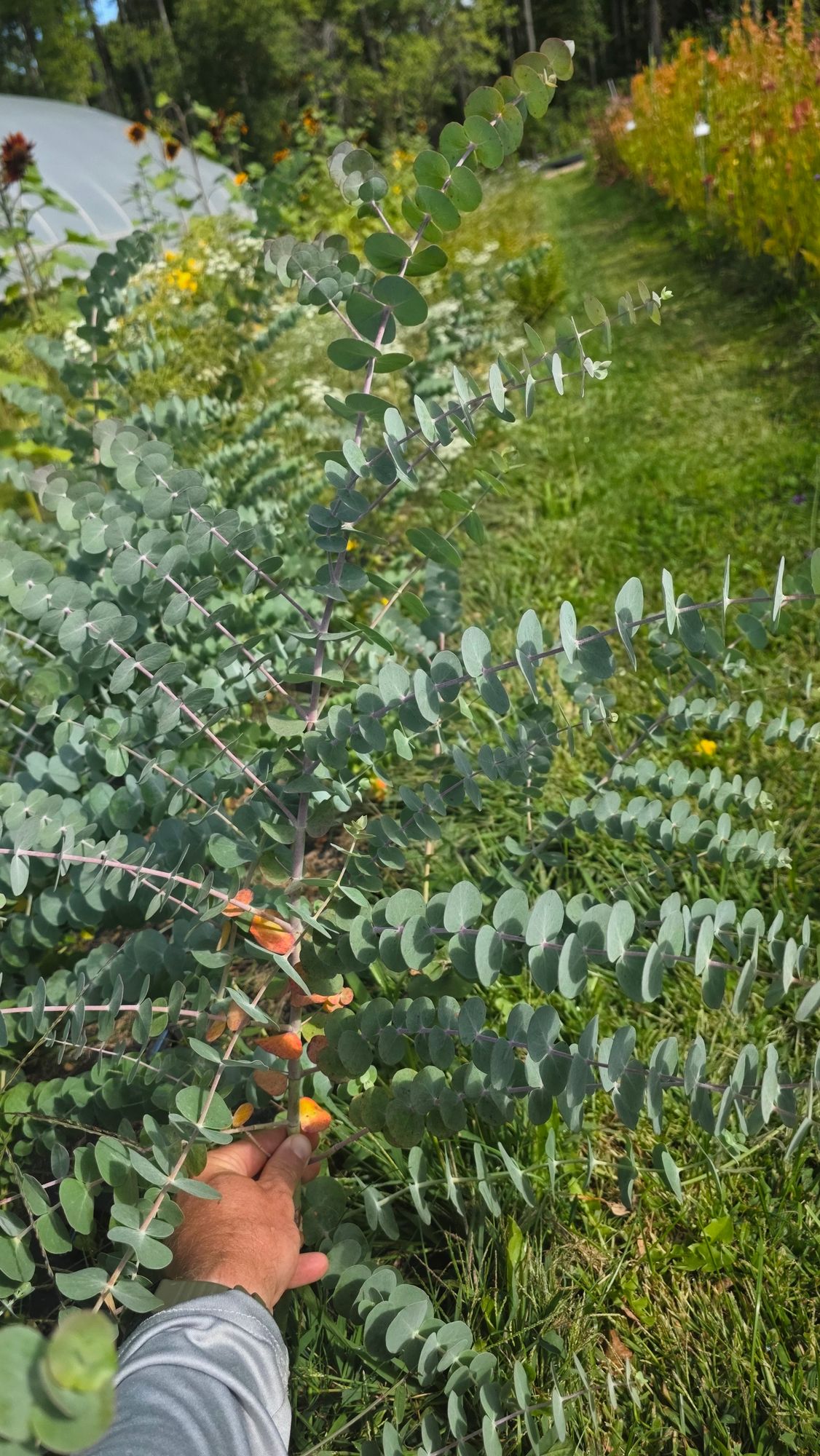EUCALYPTUS pulverulenta Baby Dwarf Florist Blue