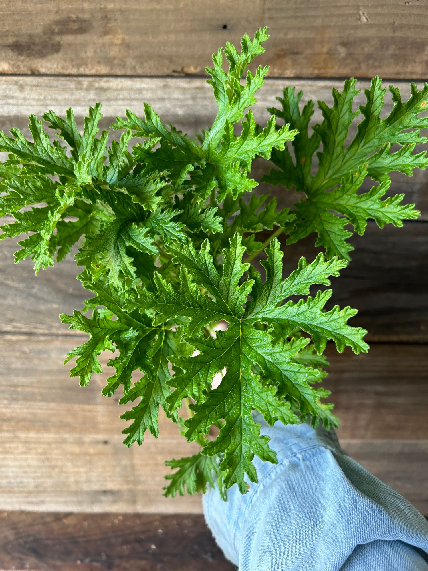 PELARGONIUM crispum