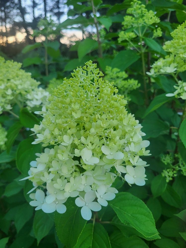 HYDRANGEA paniculata Limelight