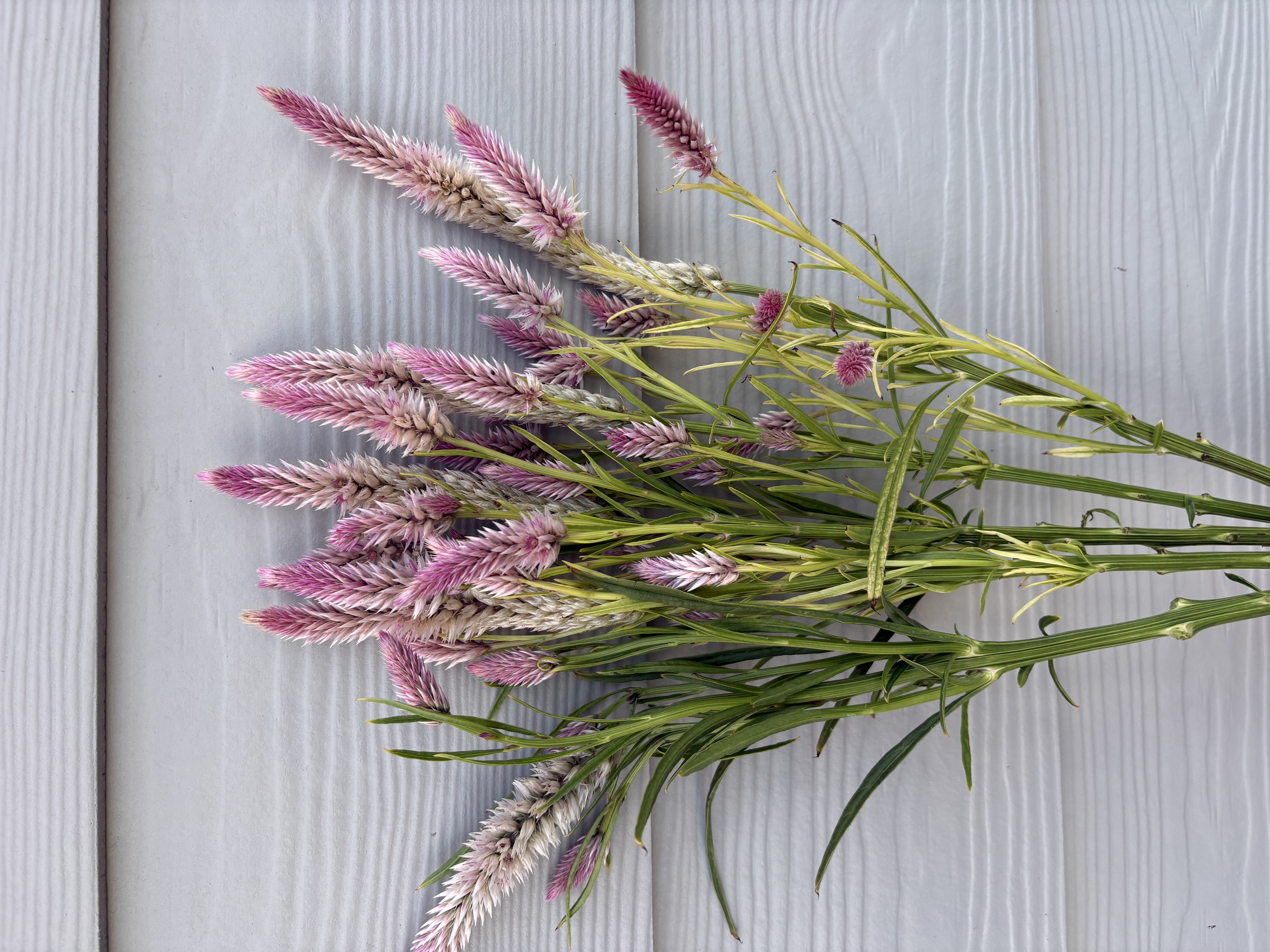CELOSIA argentea spicata Flamingo Feather