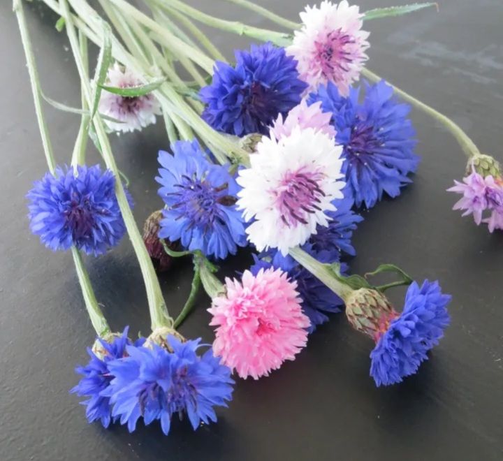 CENTAUREA cyanus Choice Mix