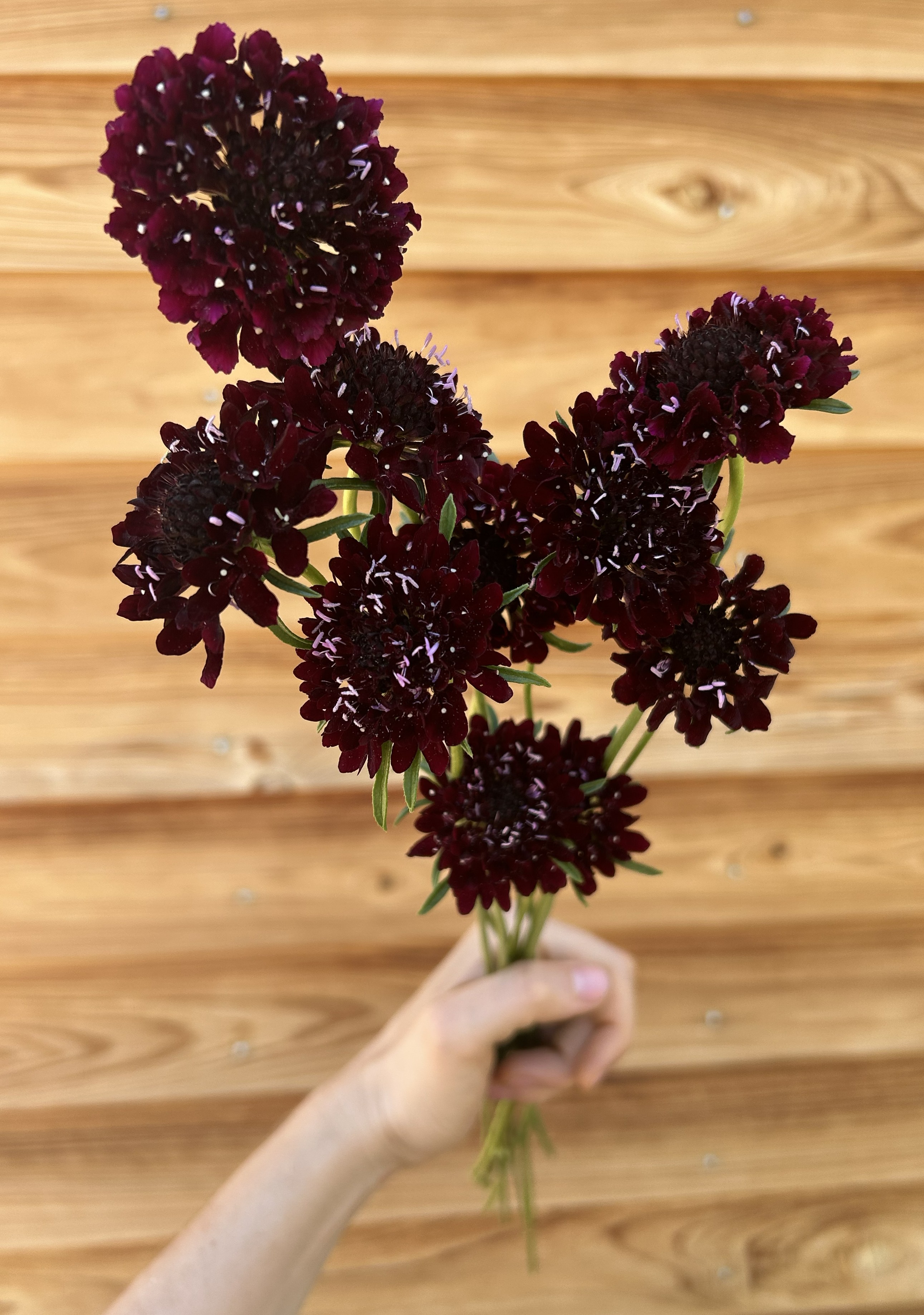 SCABIOSA atropurpurea Black Knight