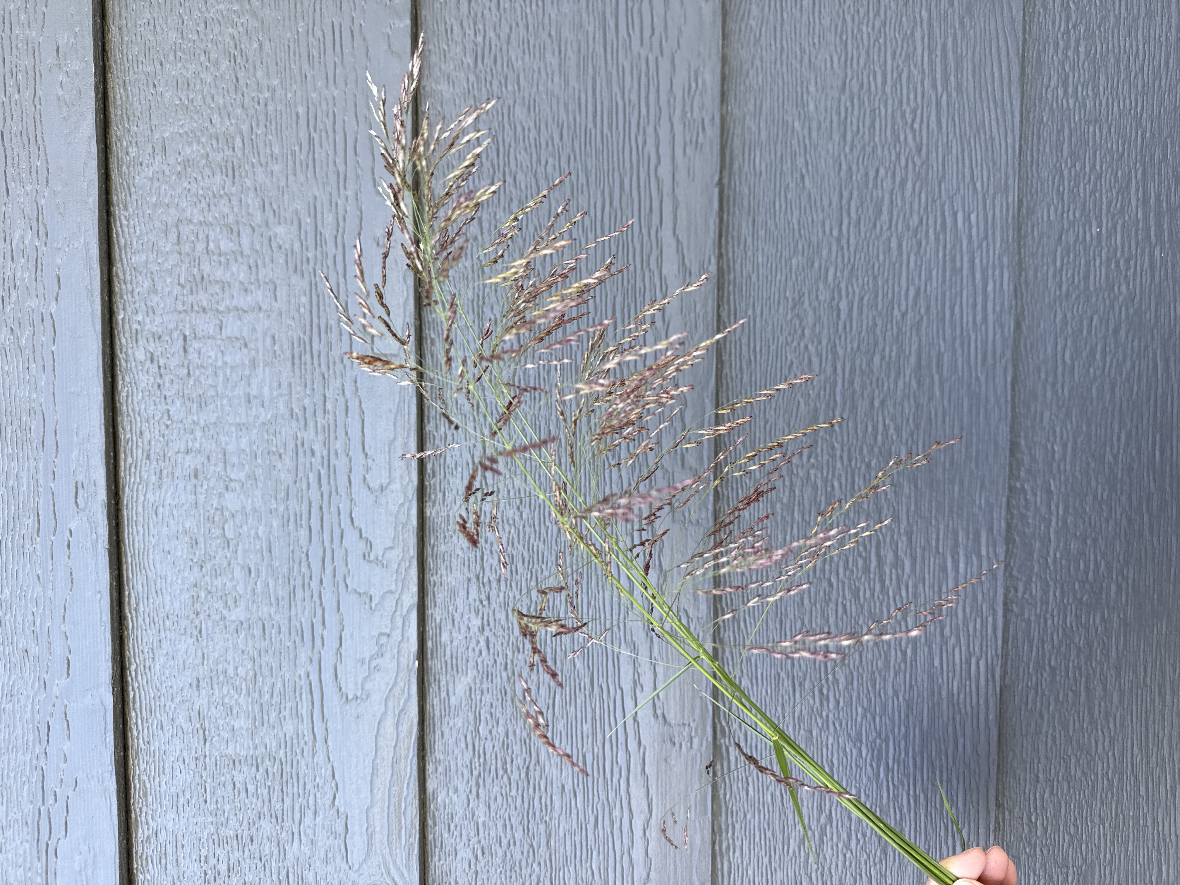 SORGHUM halepense