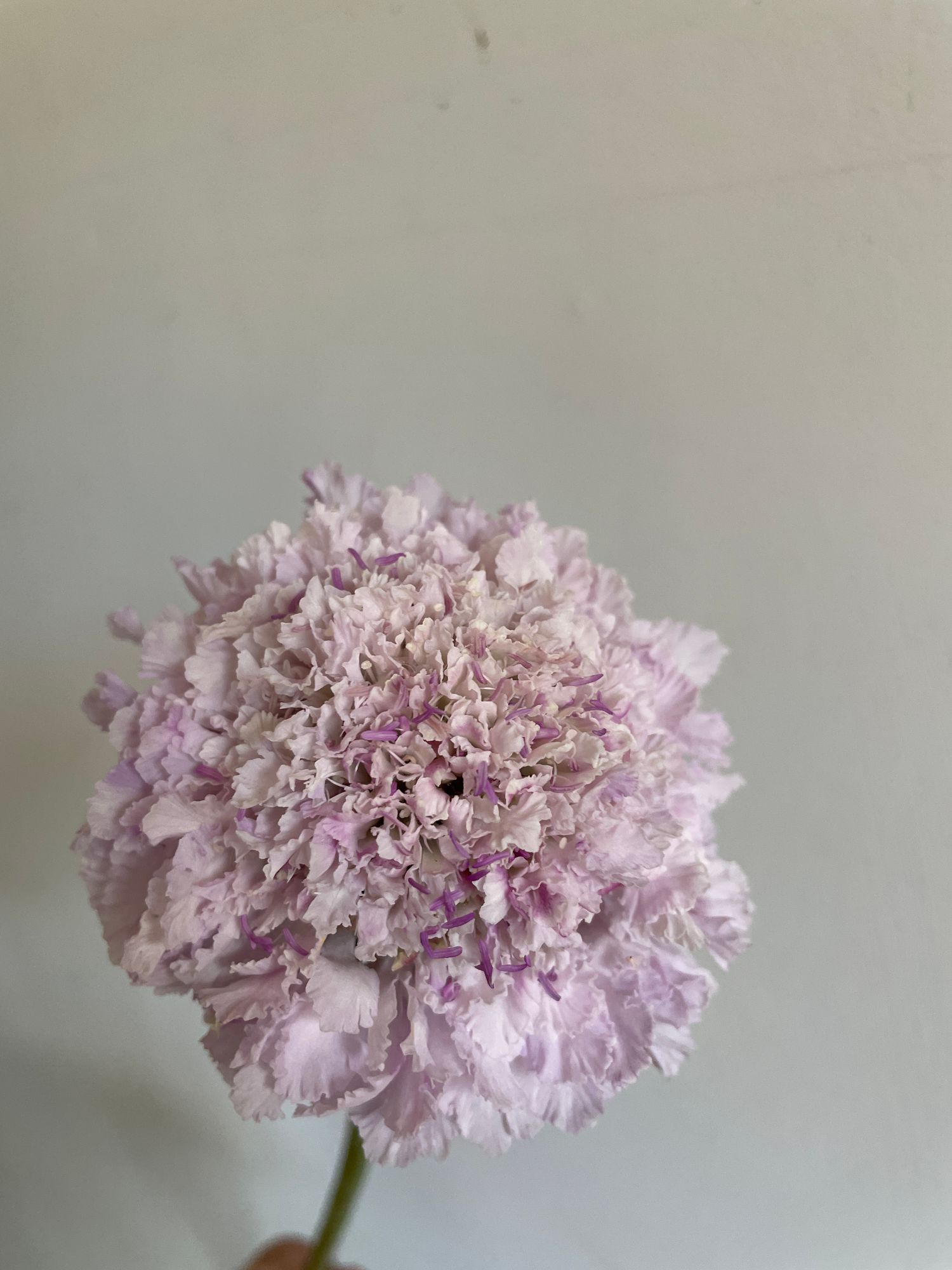 SCABIOSA atropurpurea x caucasica Scoop