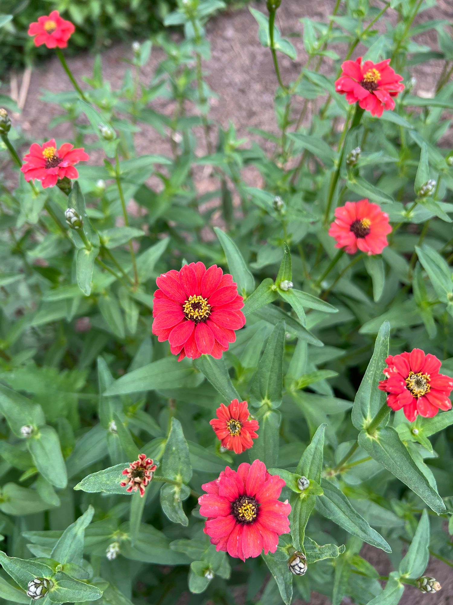 ZINNIA peruviana Red