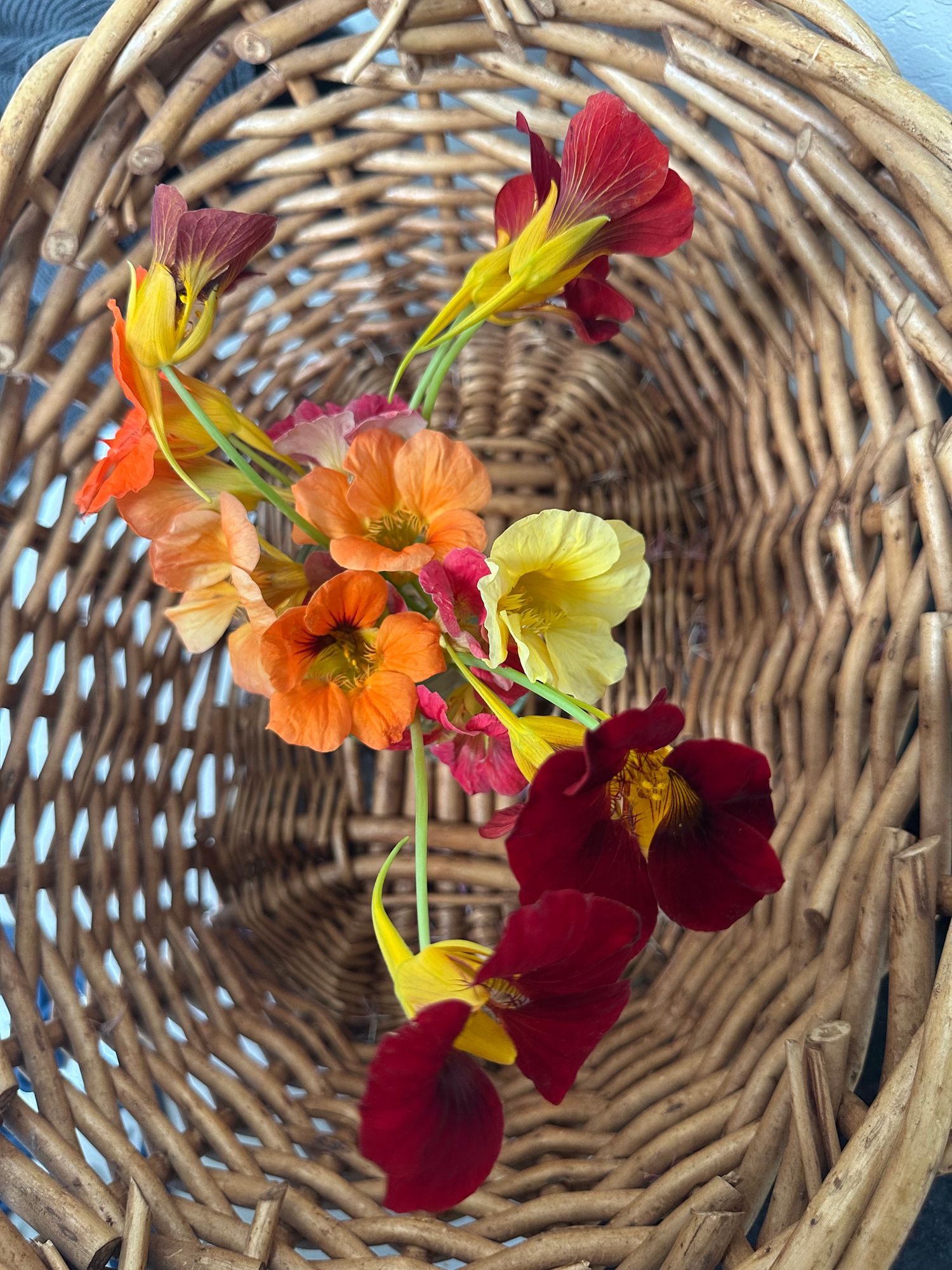 NASTURTIUM officinale