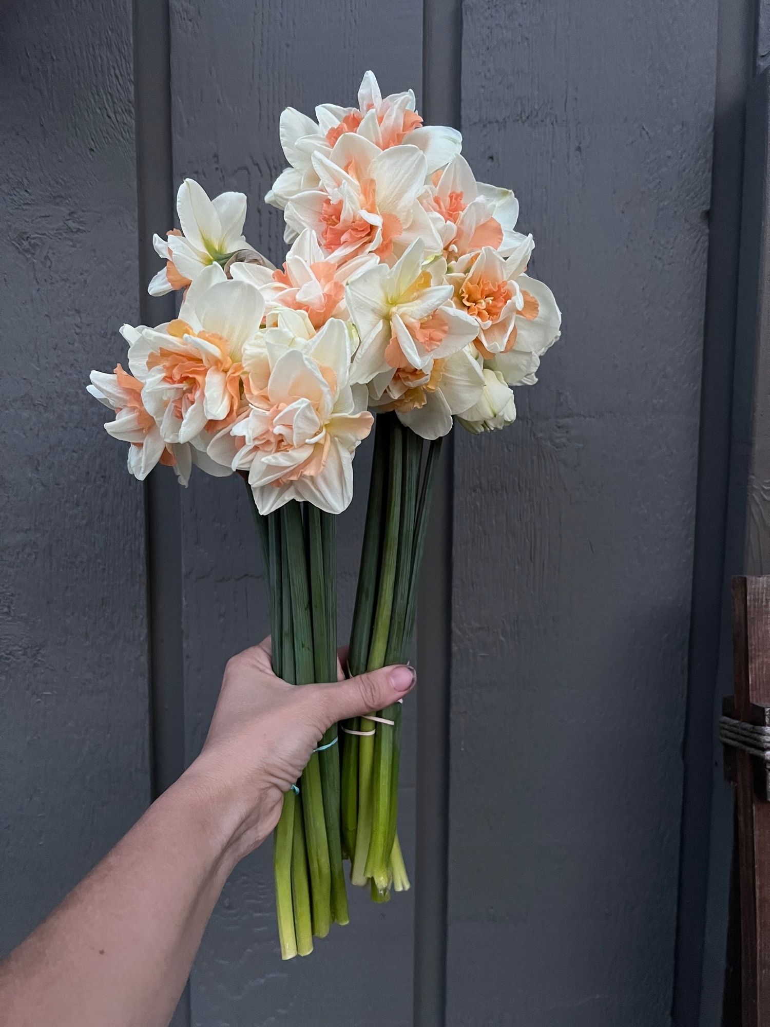 NARCISSUS Delnashaugh