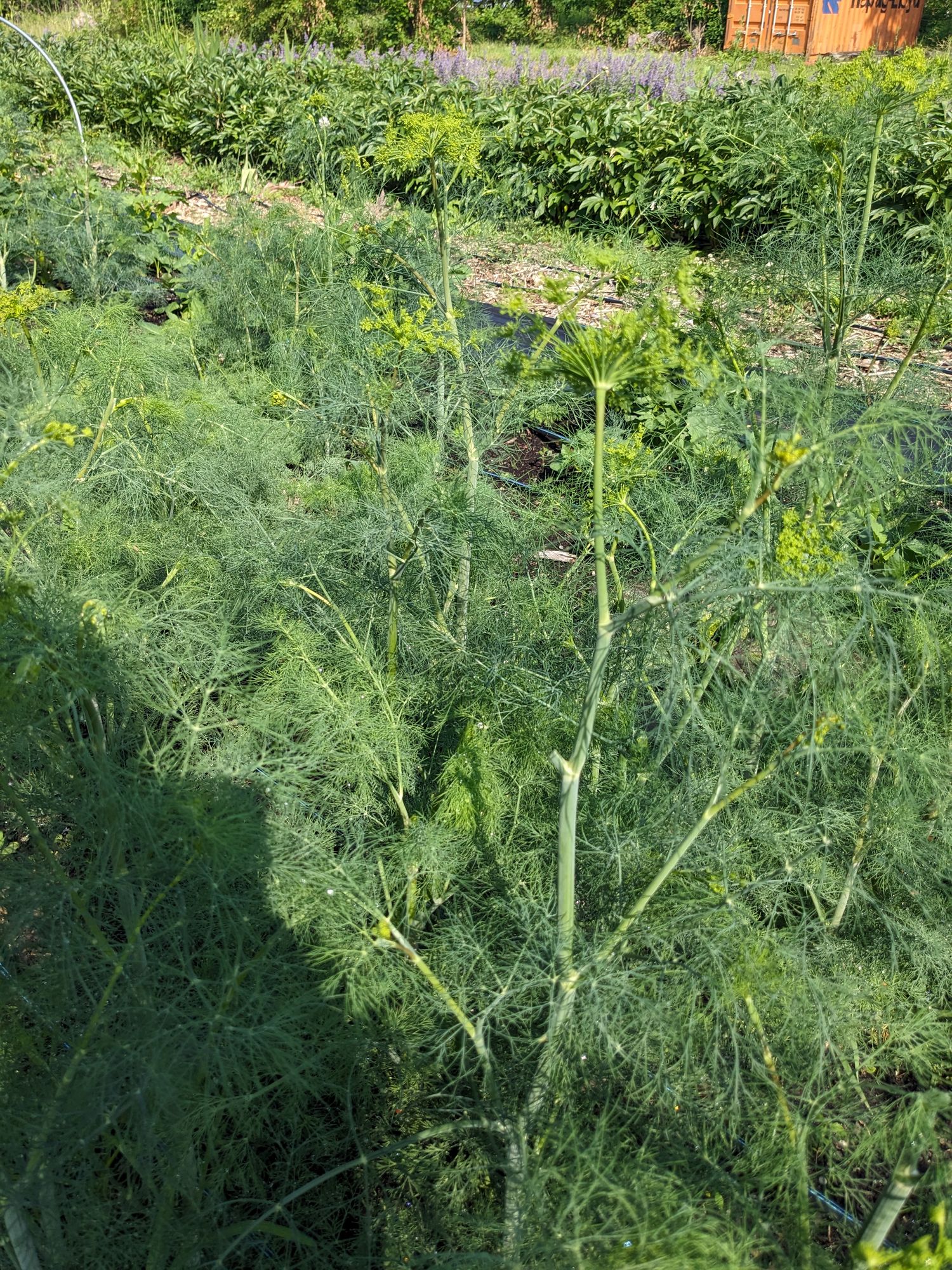 ANETHUM graveolens