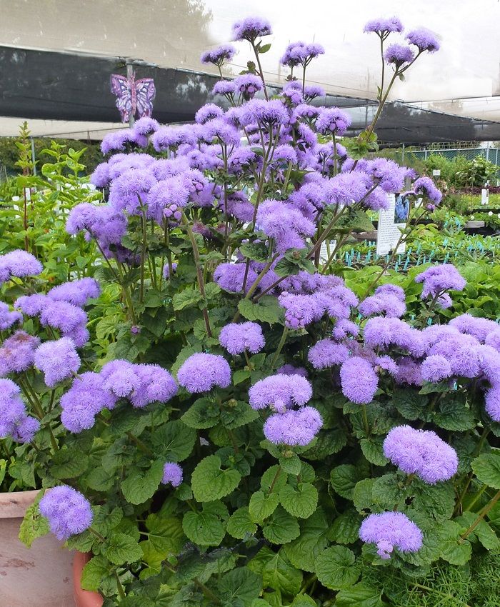 AGERATUM