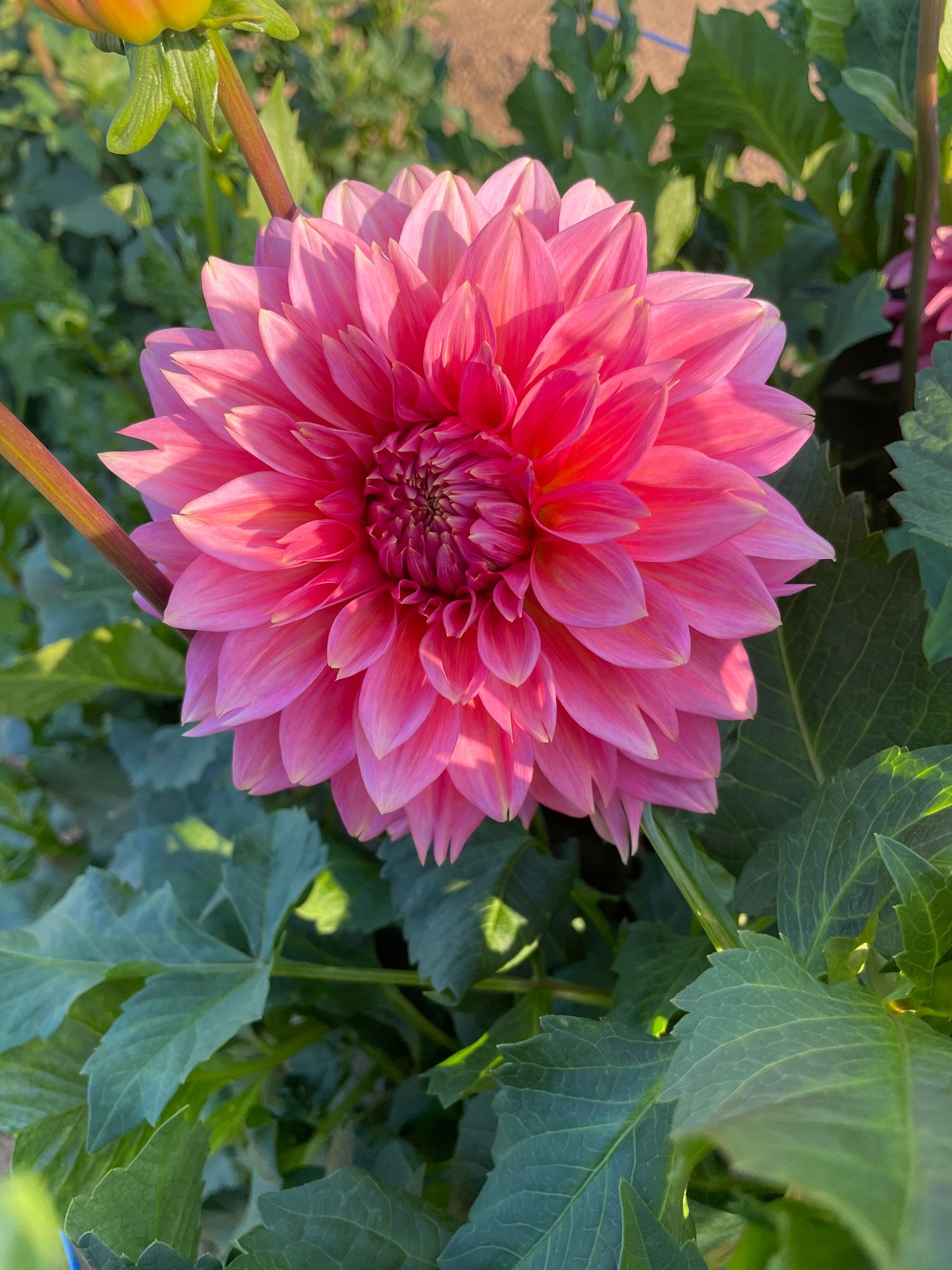 DAHLIA Kenora Lisa