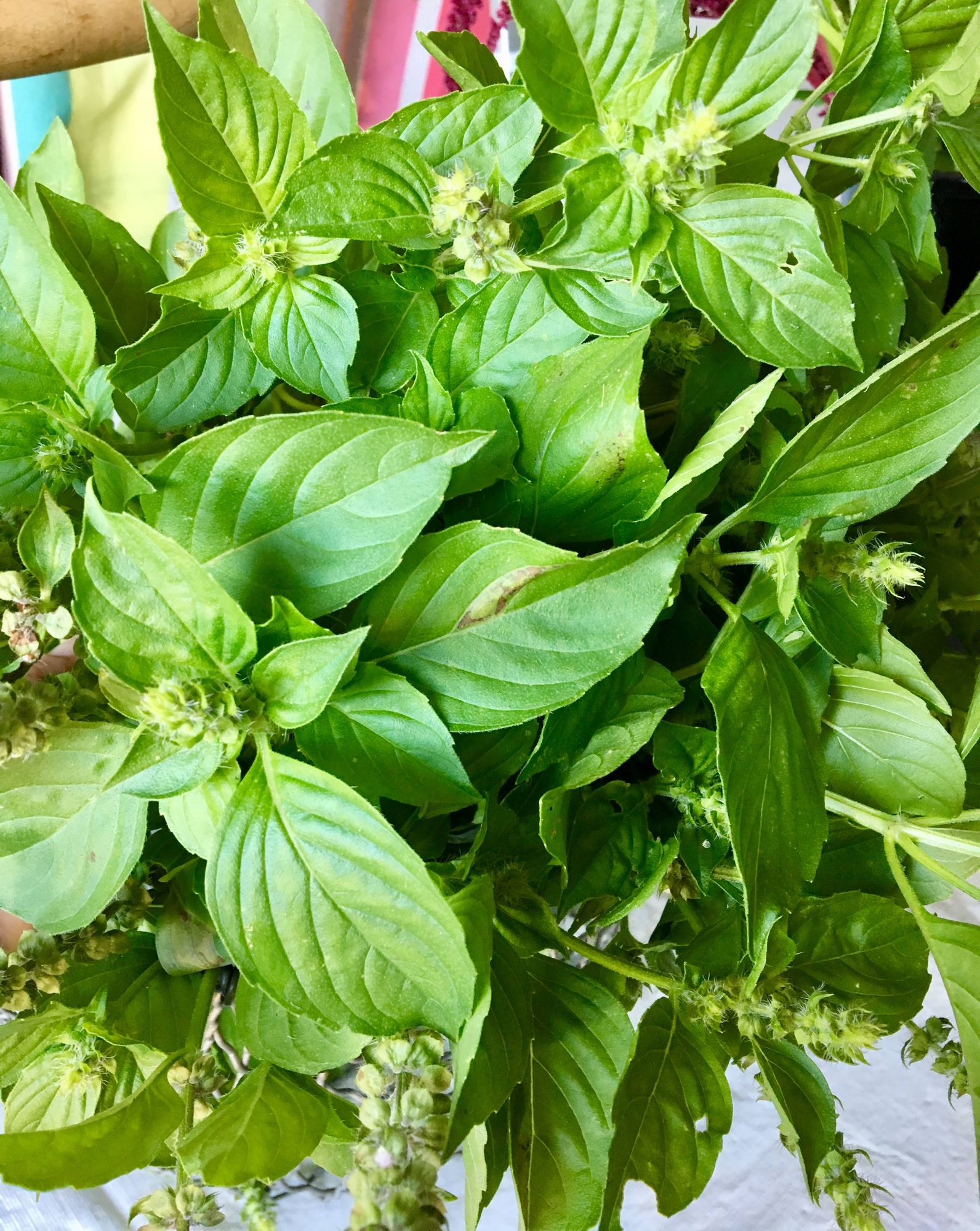 OCIMUM basilicum Citriodora