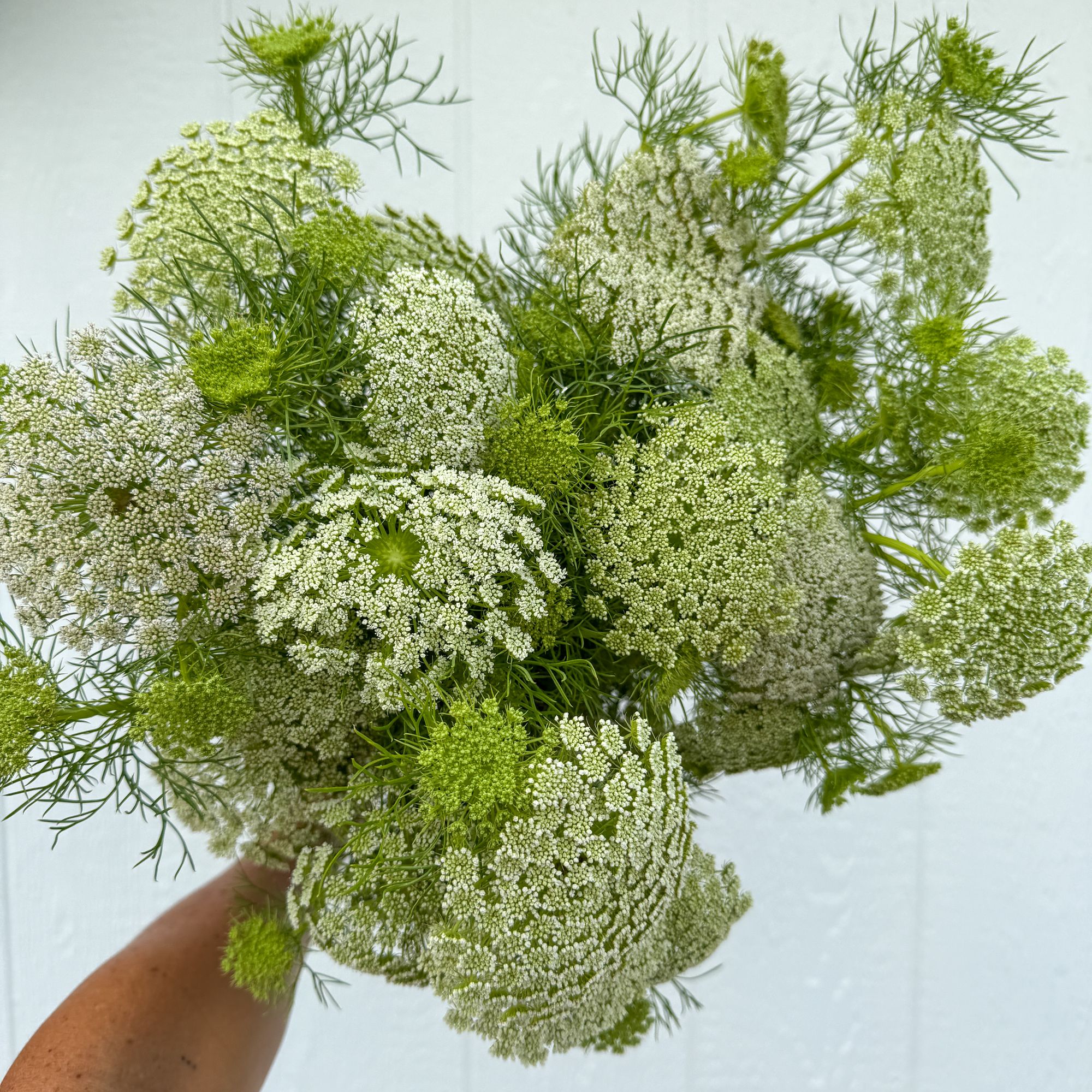 AMMI visnaga Green Mist