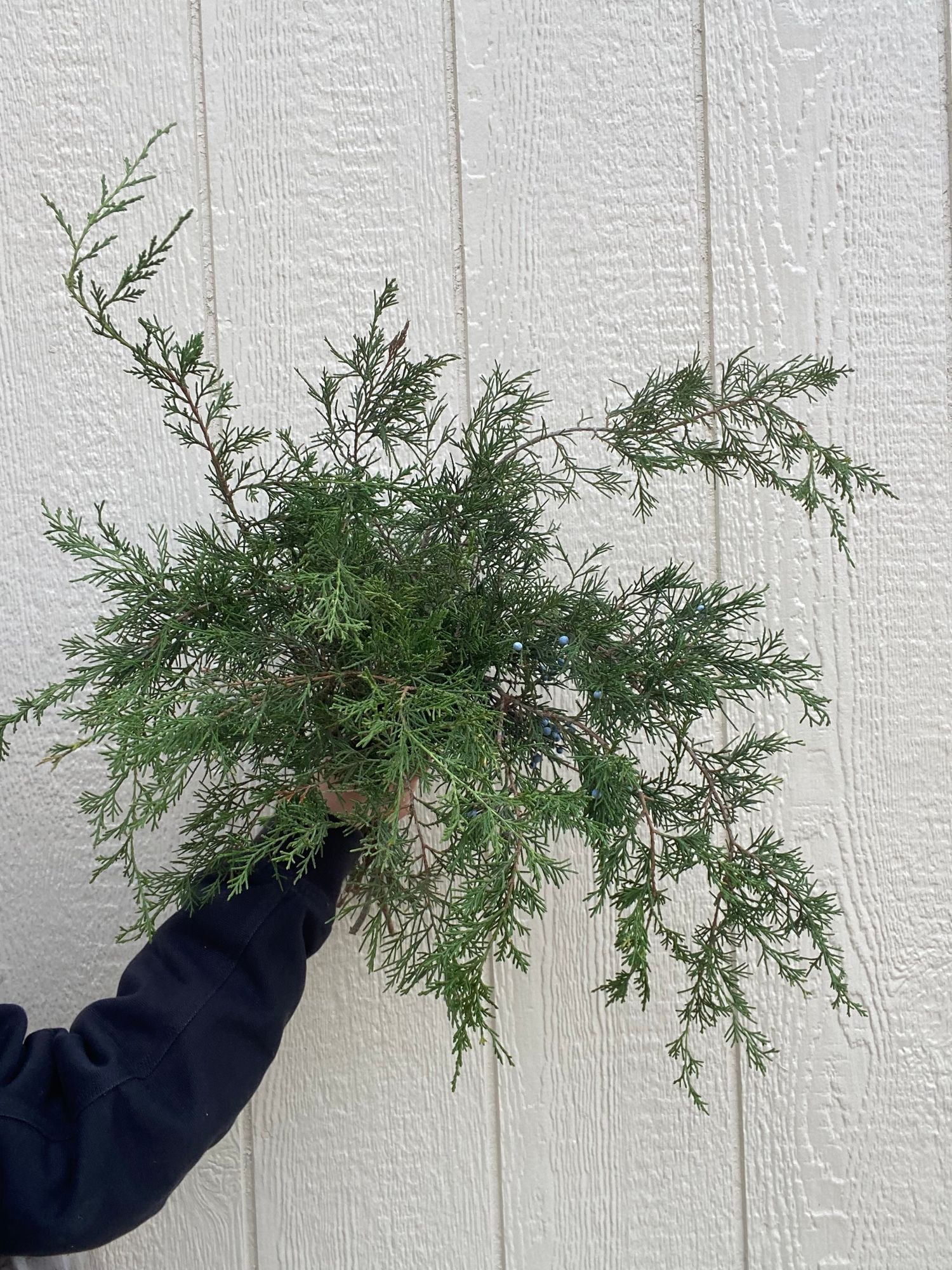 JUNIPERUS virginiana