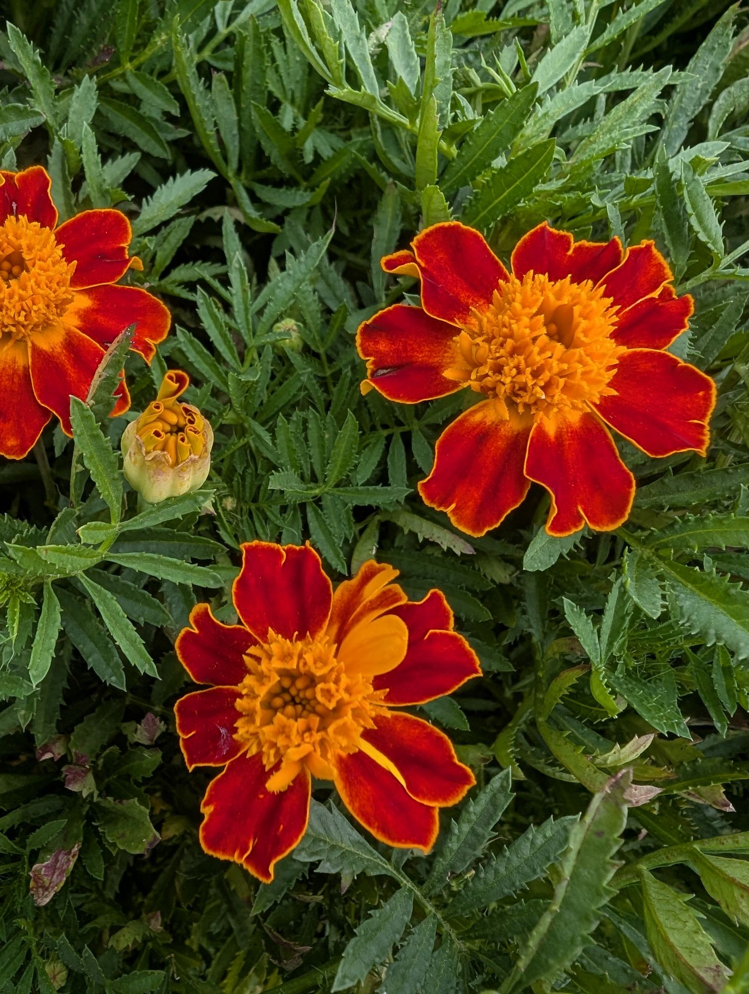 TAGETES erecta