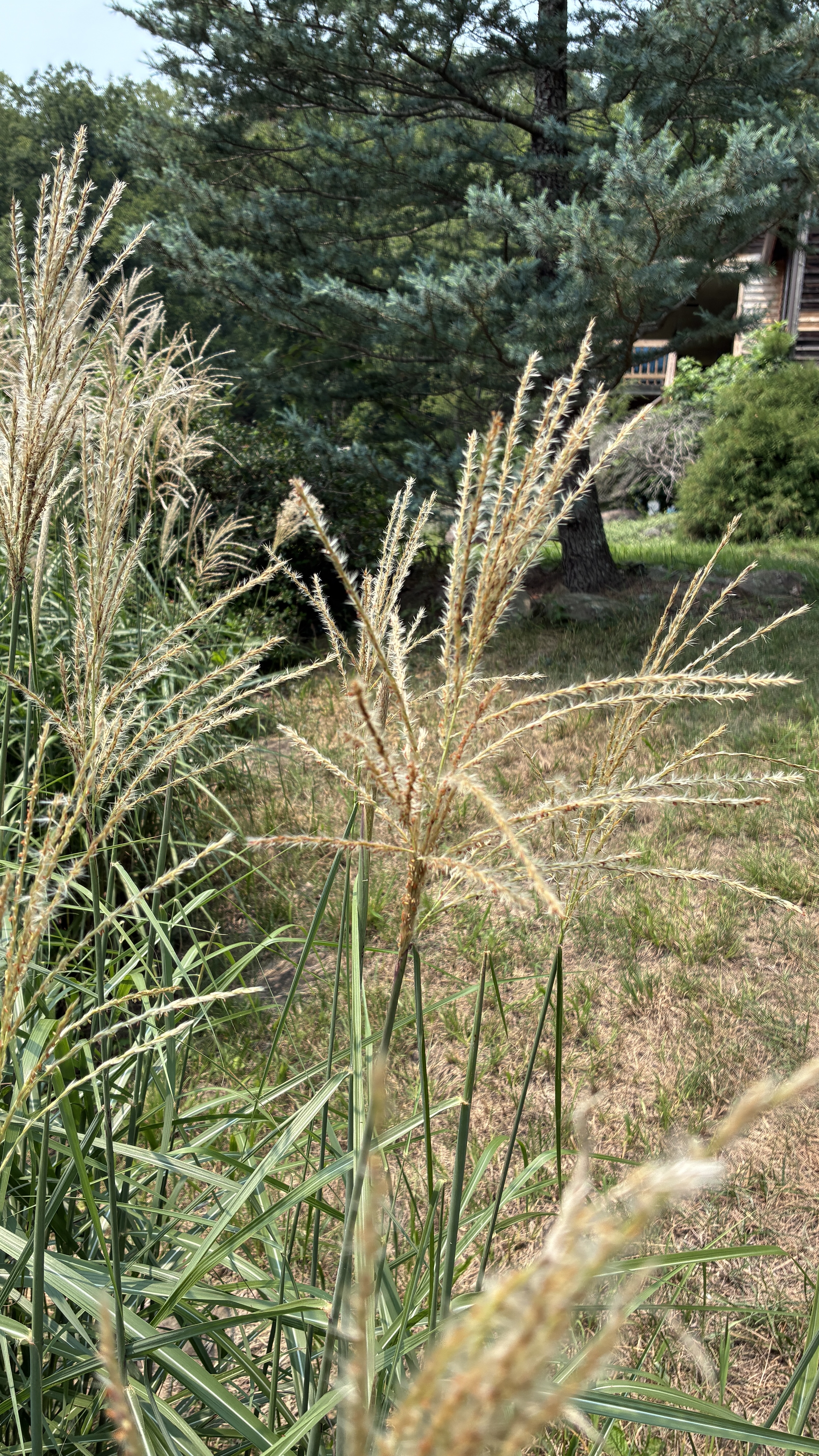 MISCANTHUS sinensis Morning Light