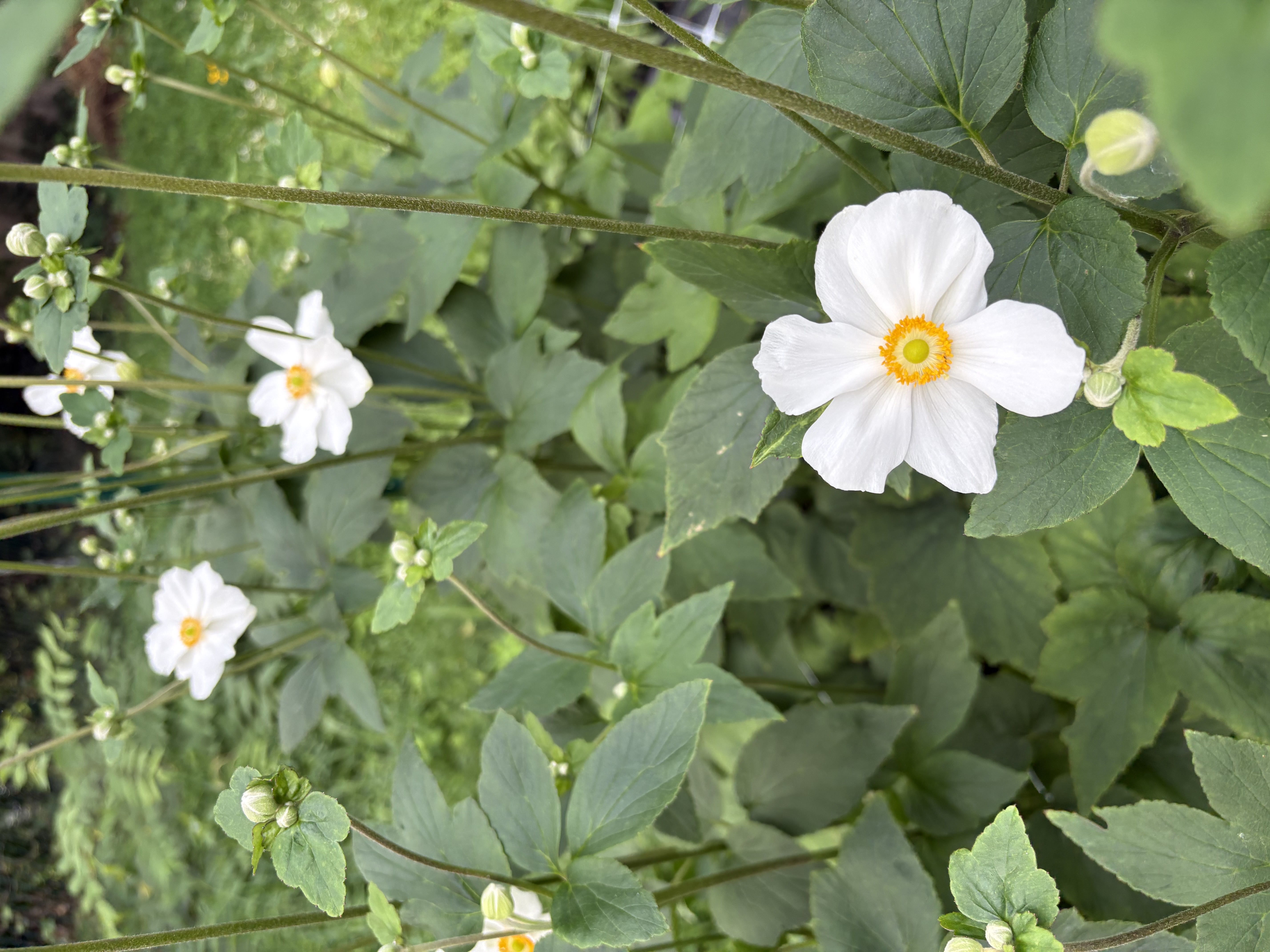 ANEMONE x Honorine Jobert