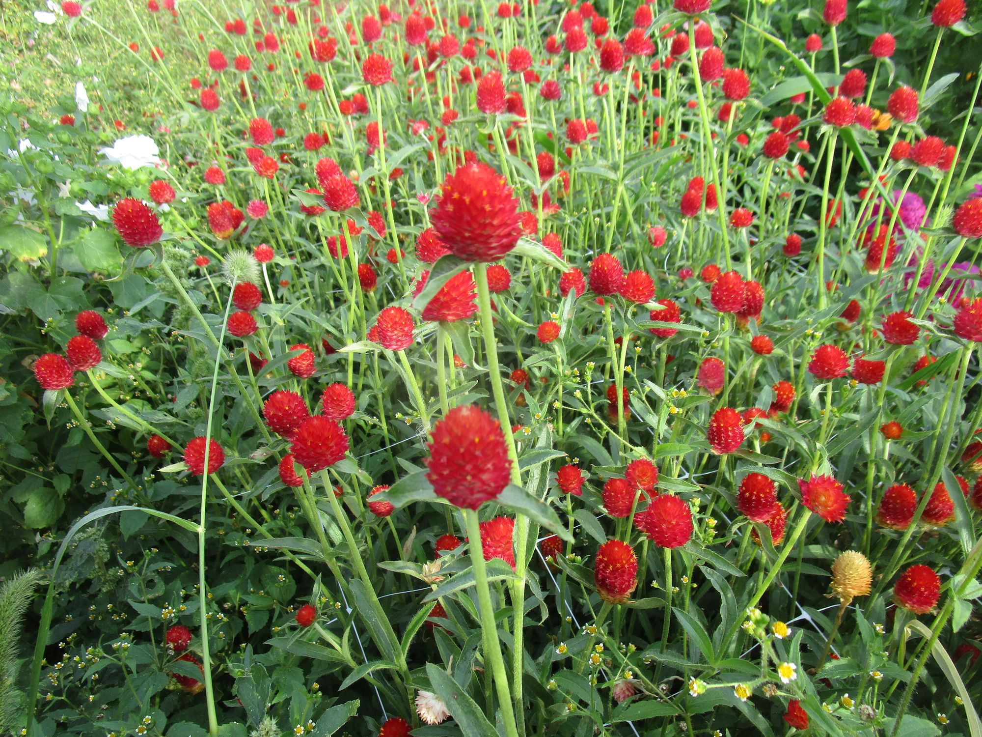 GOMPHRENA haageana Strawberry Fields