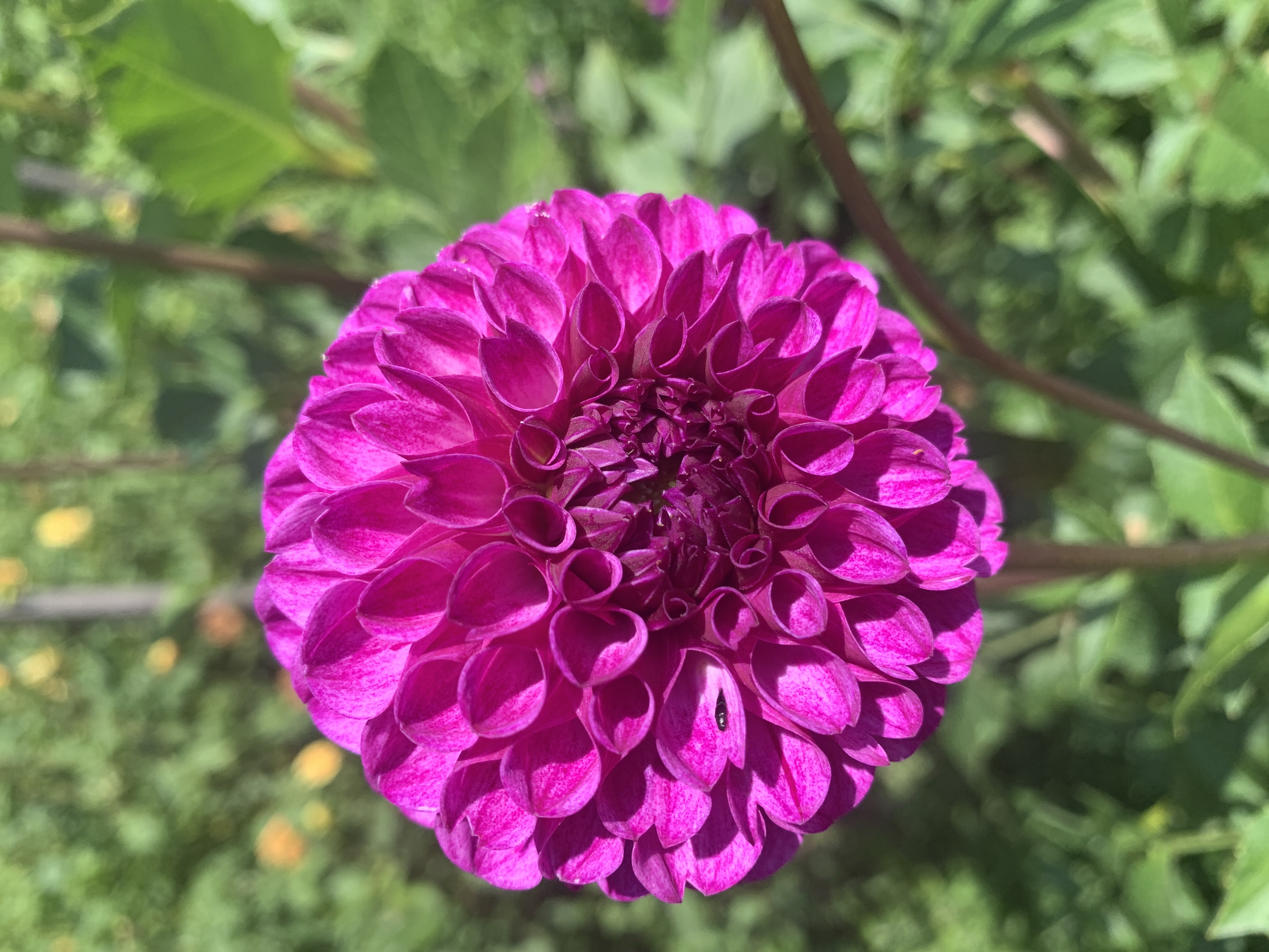 DAHLIA
