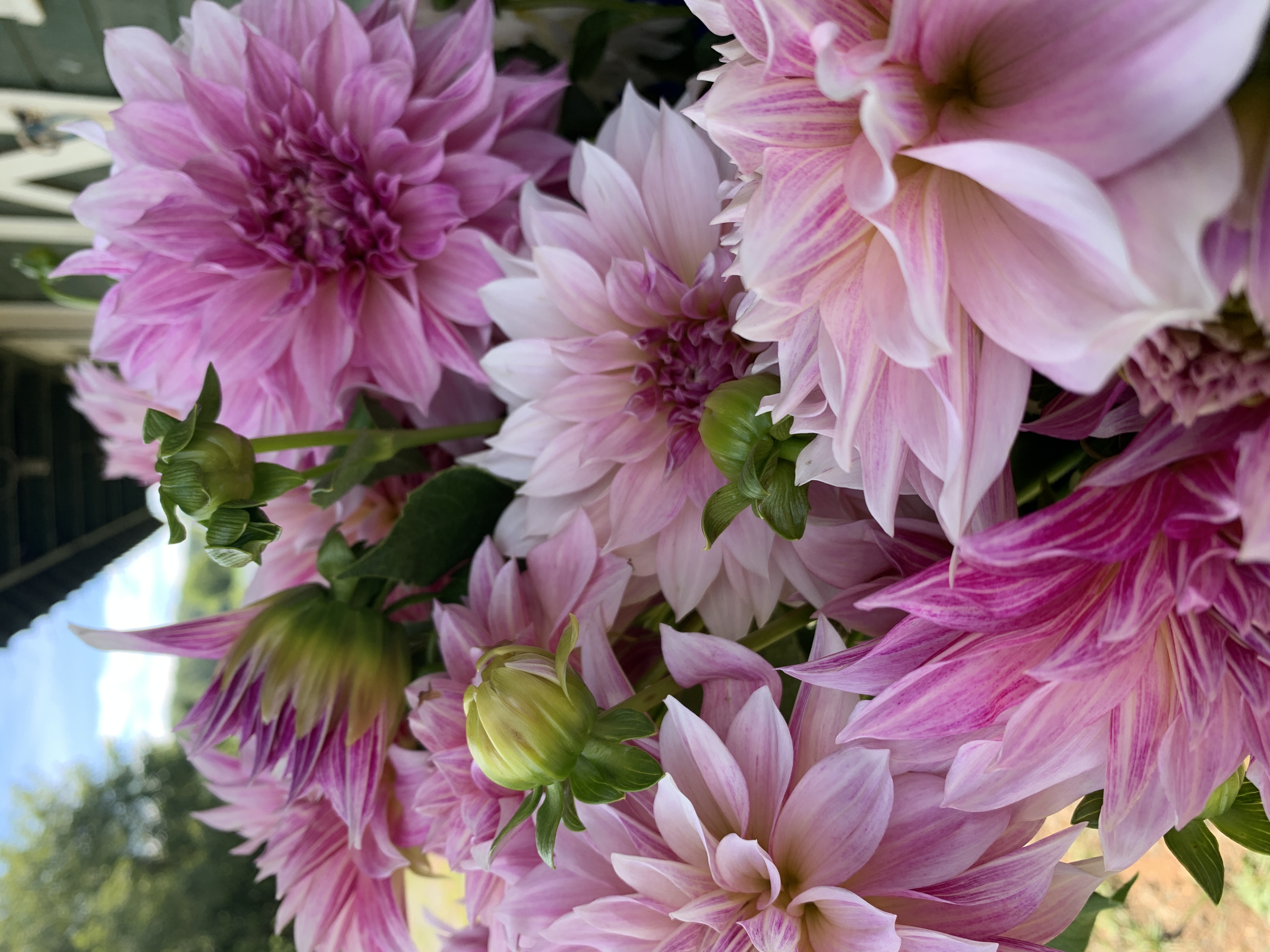 DAHLIA Cafe Au Lait