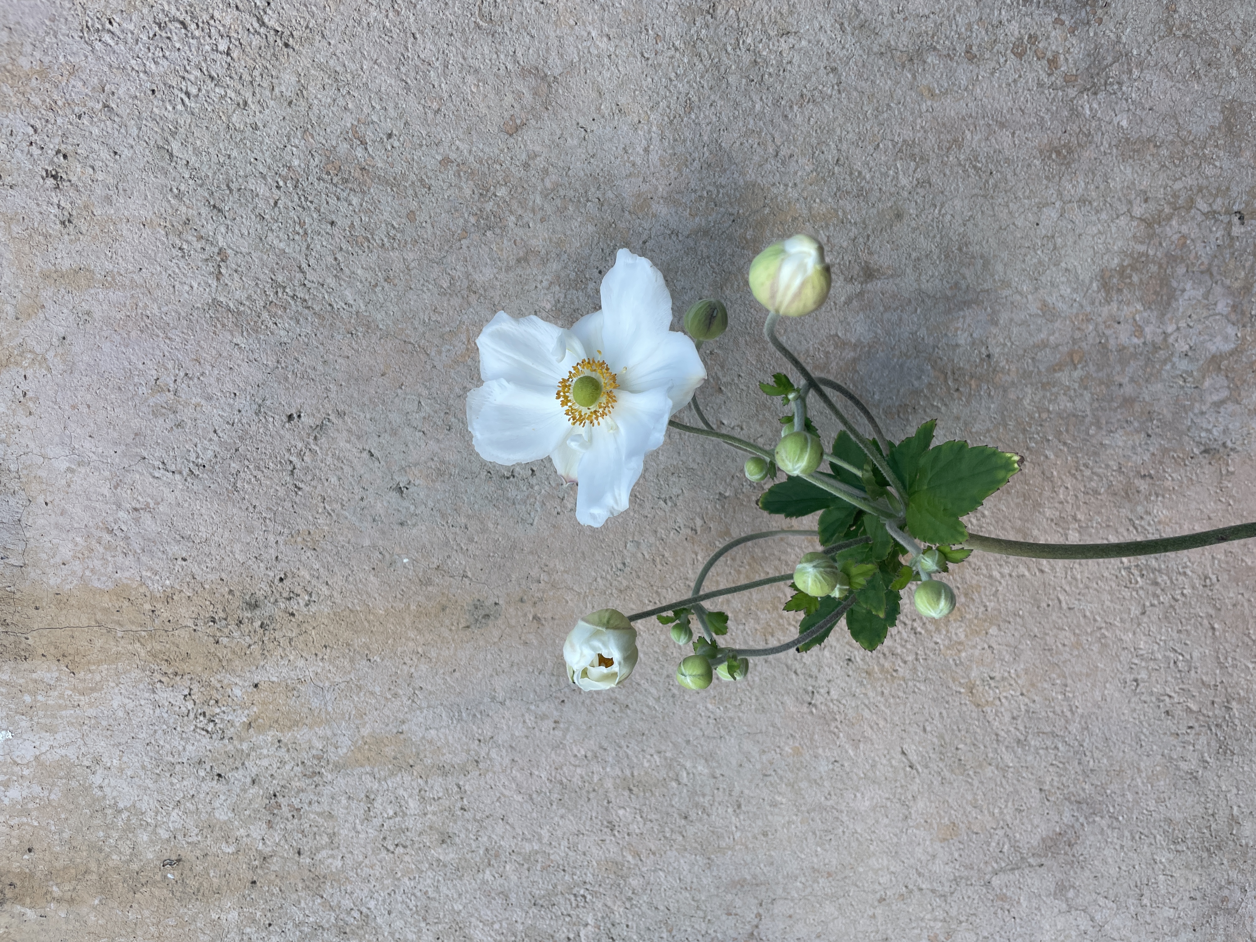 ANEMONE x Honorine Jobert