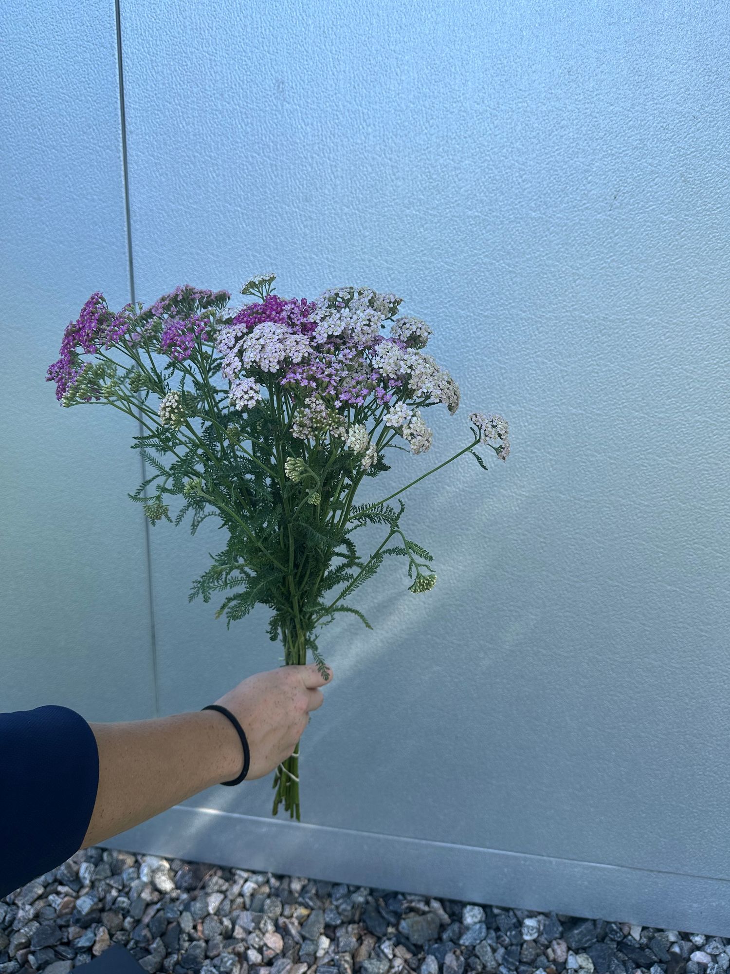 ACHILLEA ageratifolia