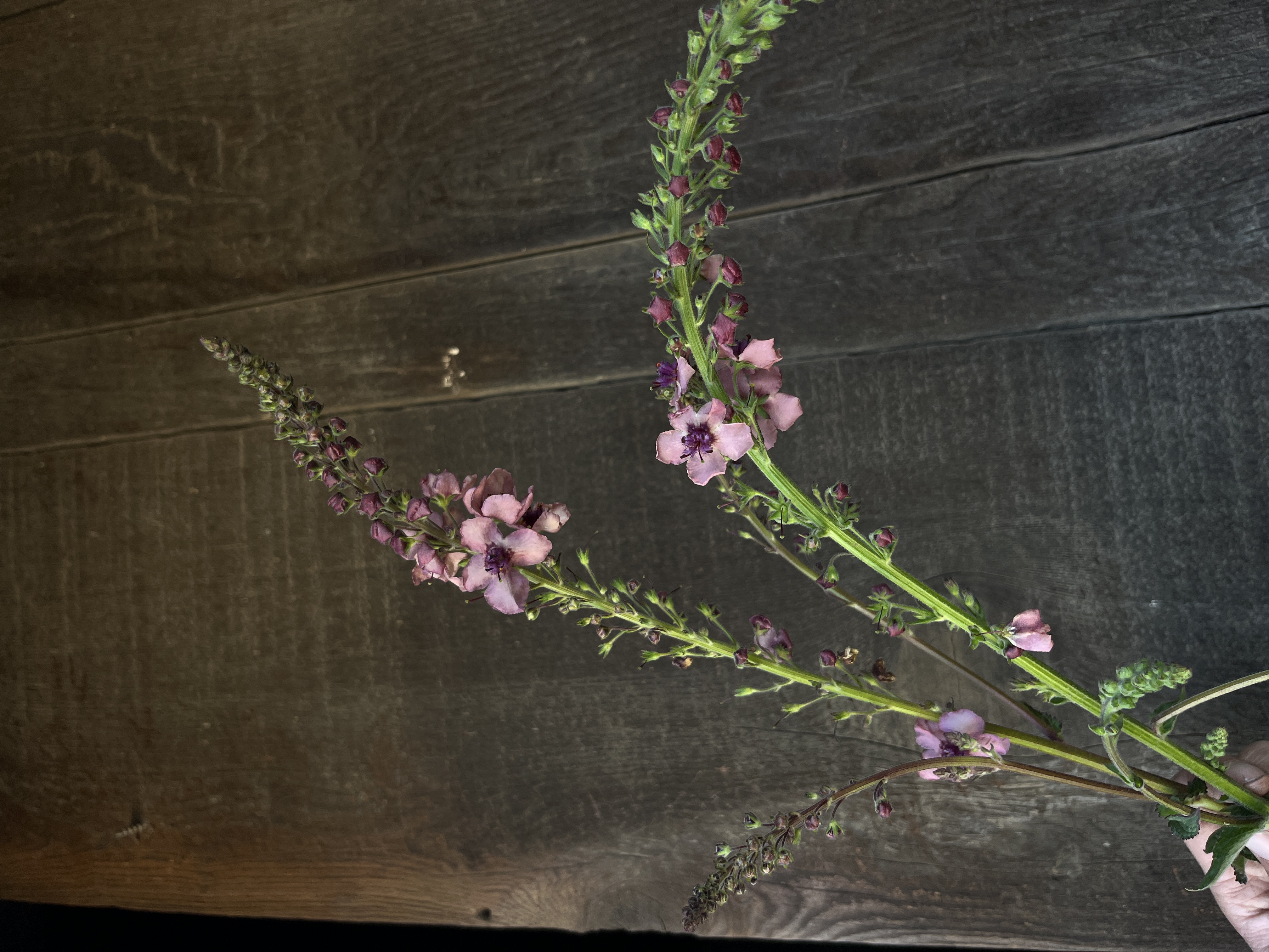 VERBASCUM x Southern Charm
