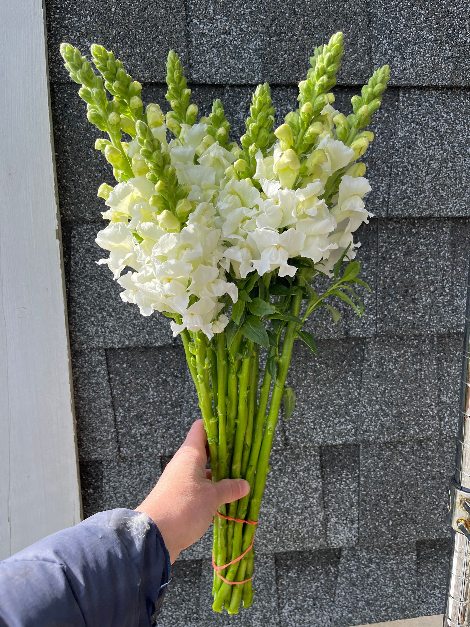ANTIRRHINUM majus Costa
