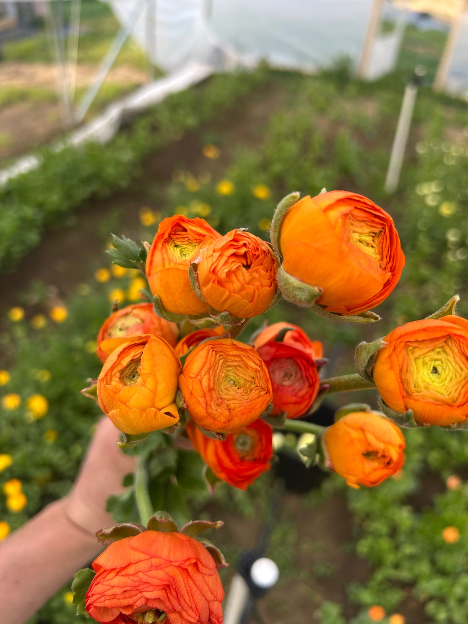 RANUNCULUS Elegance Clementine