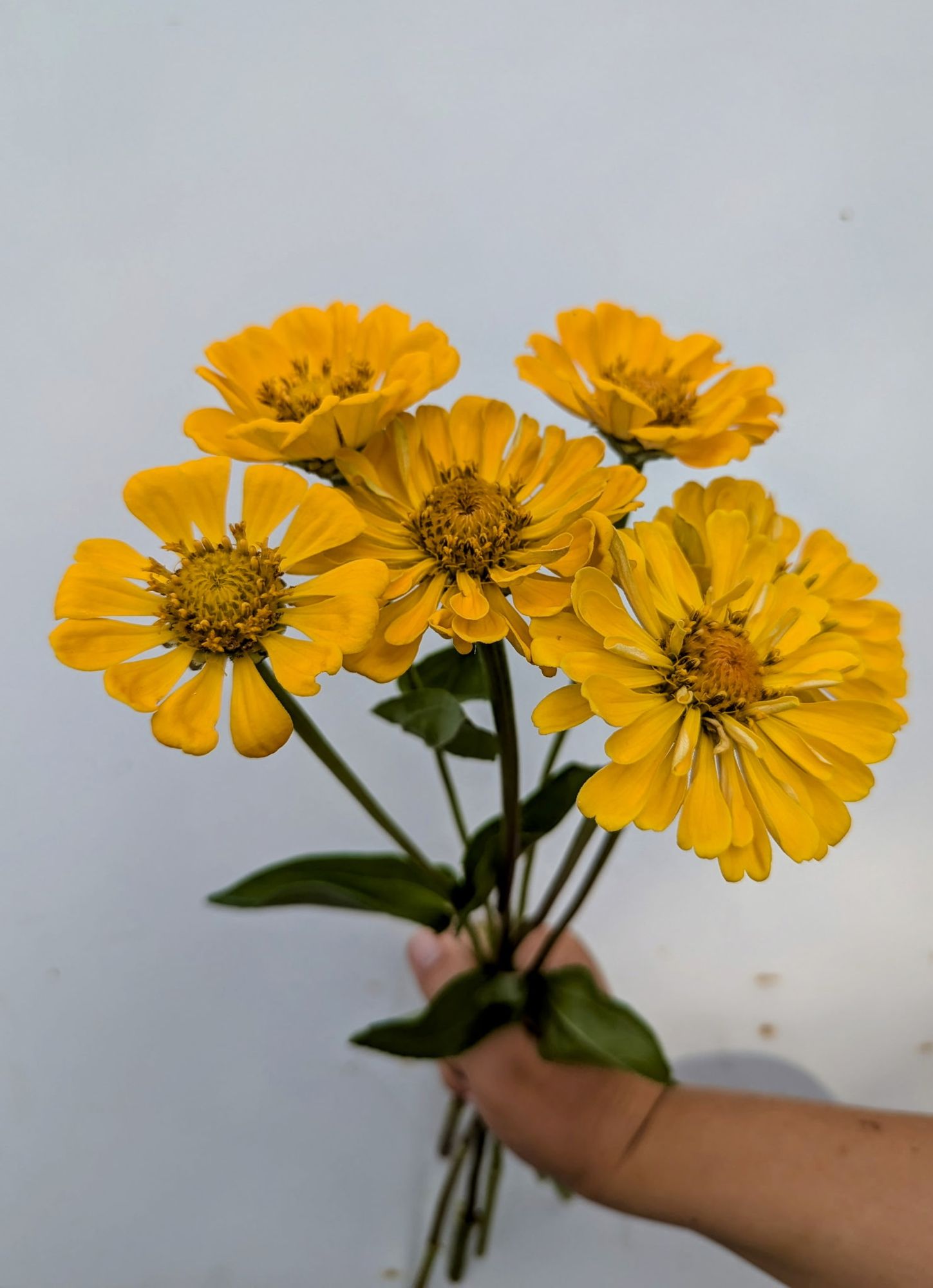 ZINNIA elegans Canary Bird