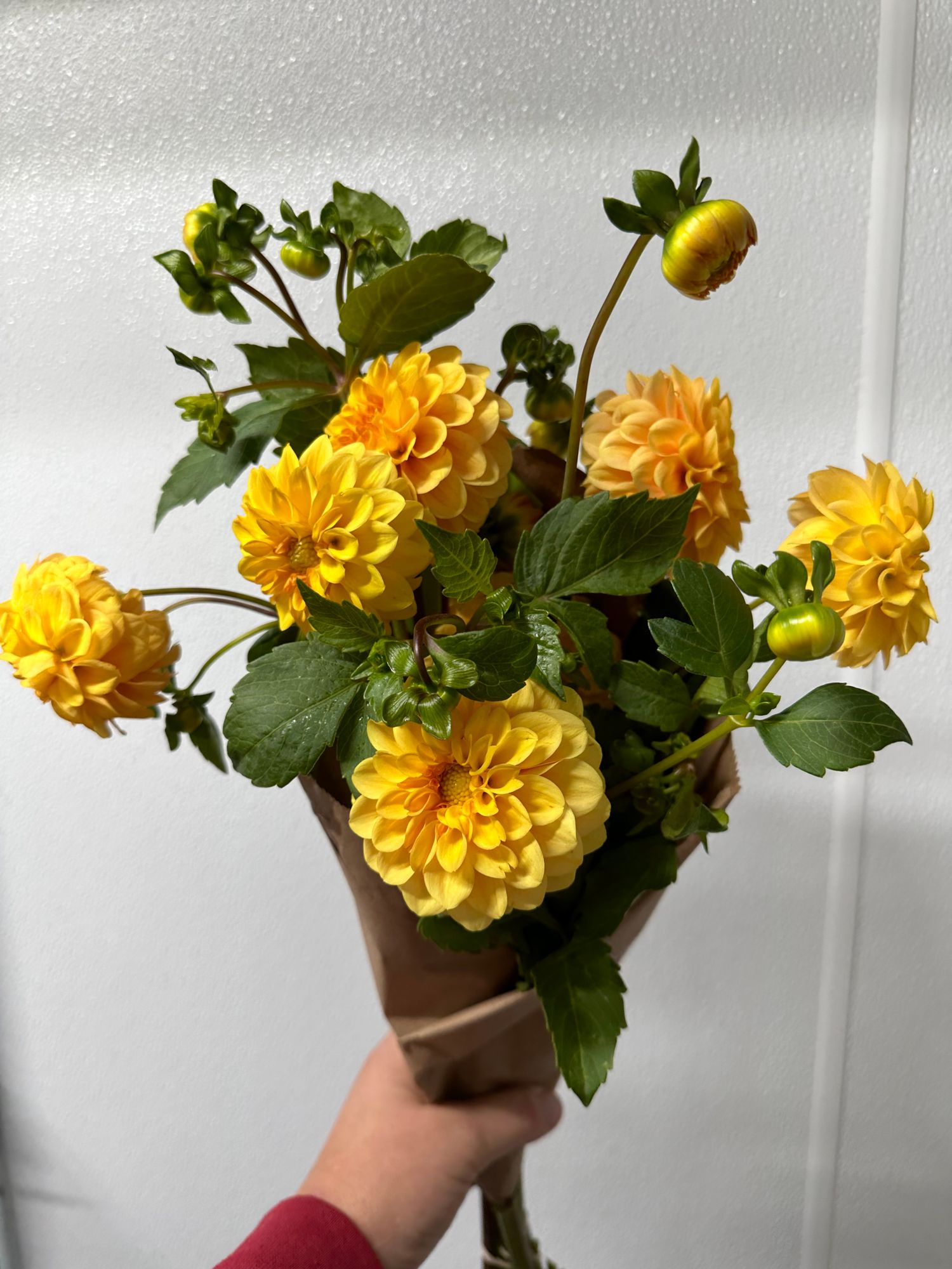 DAHLIA Golden Scepter