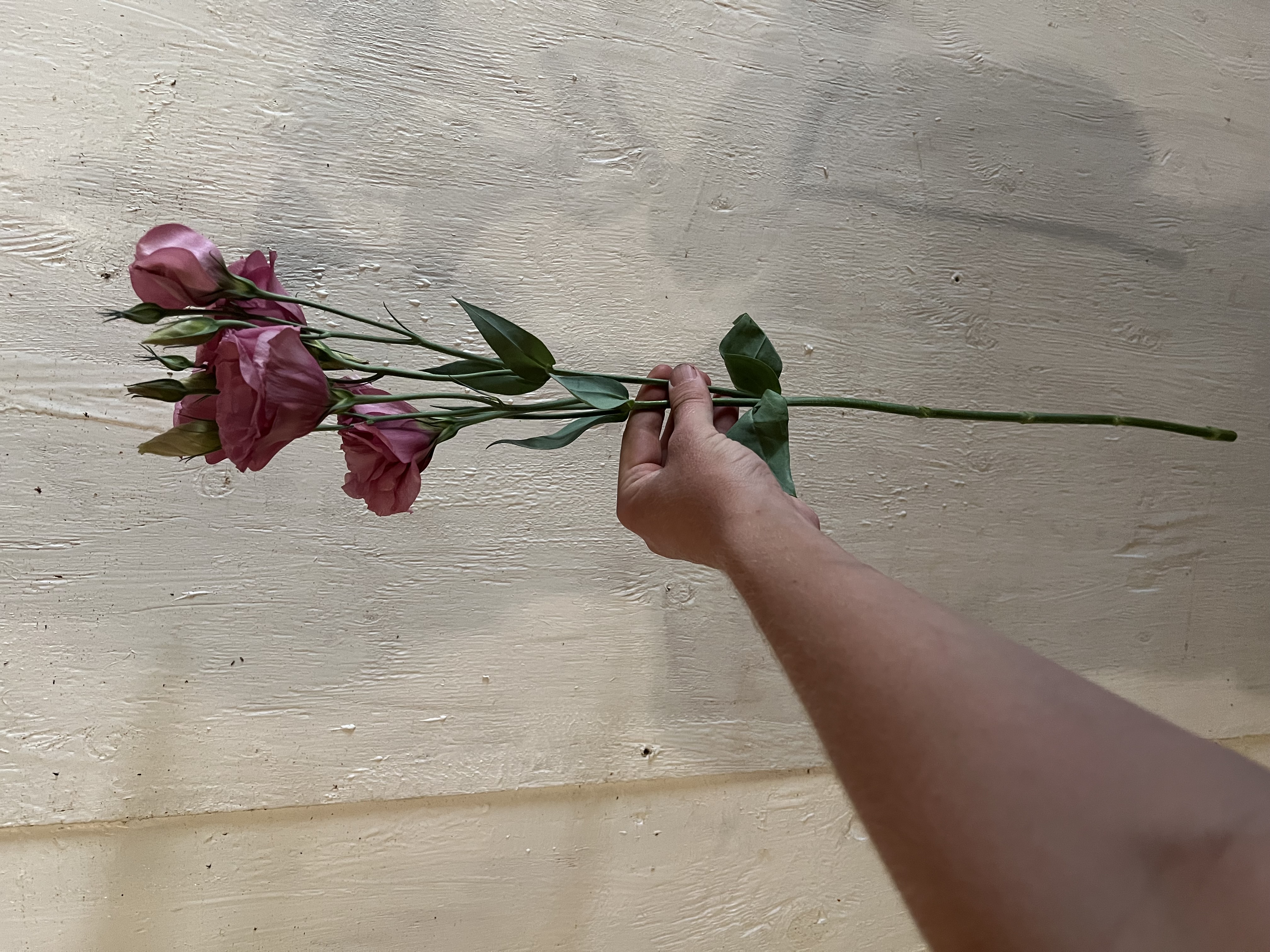 EUSTOMA grandiflorum Advantage Cherry Sorbet