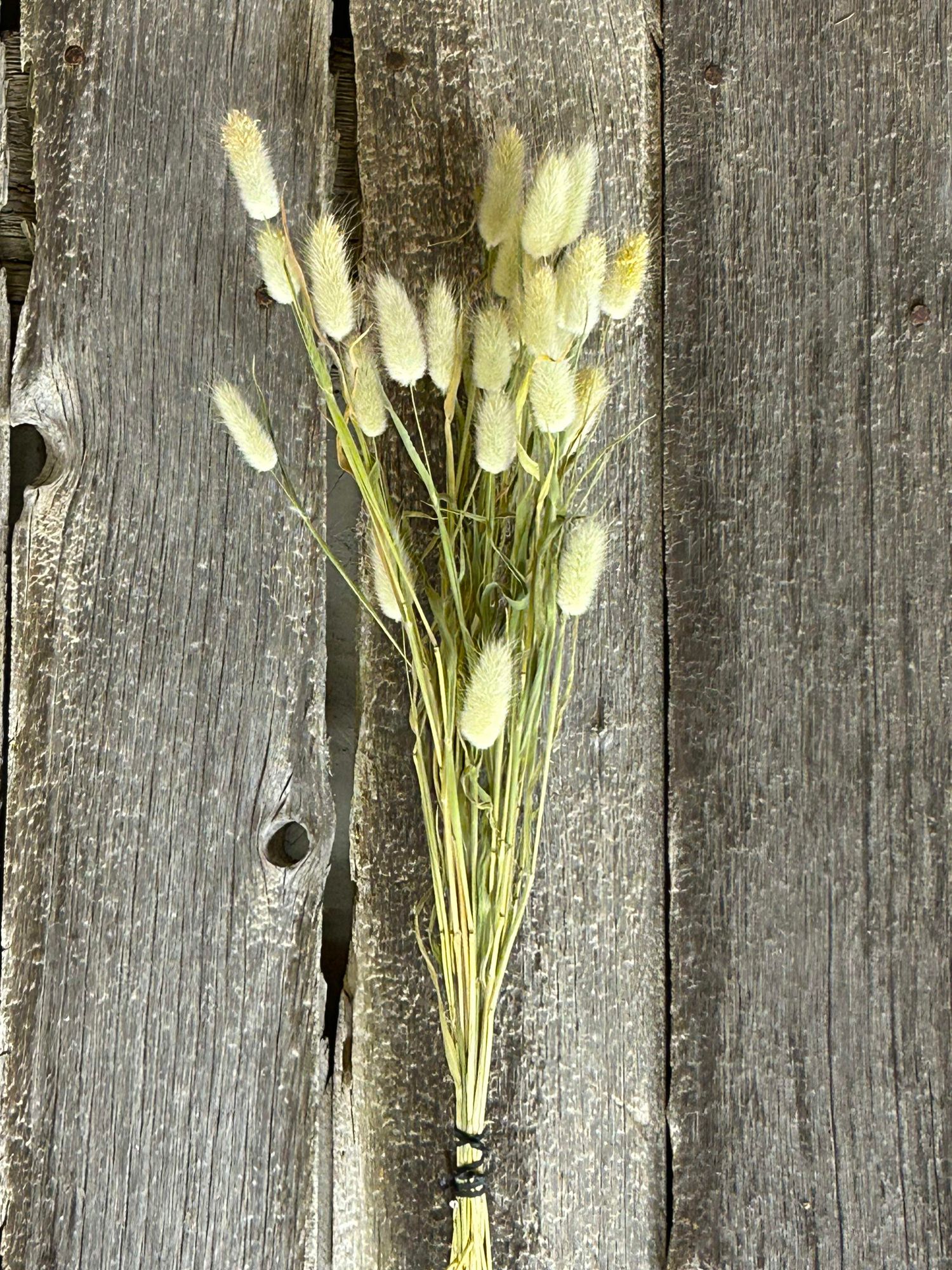 LAGURUS ovatus