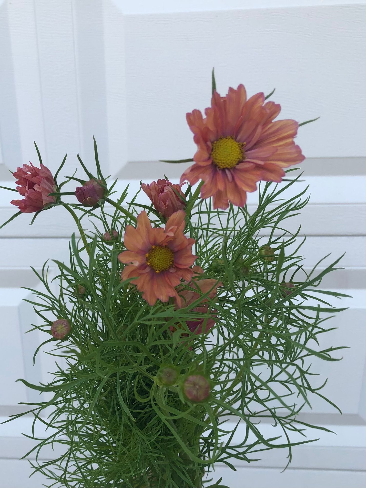 COSMOS bipinnatus Apricotta