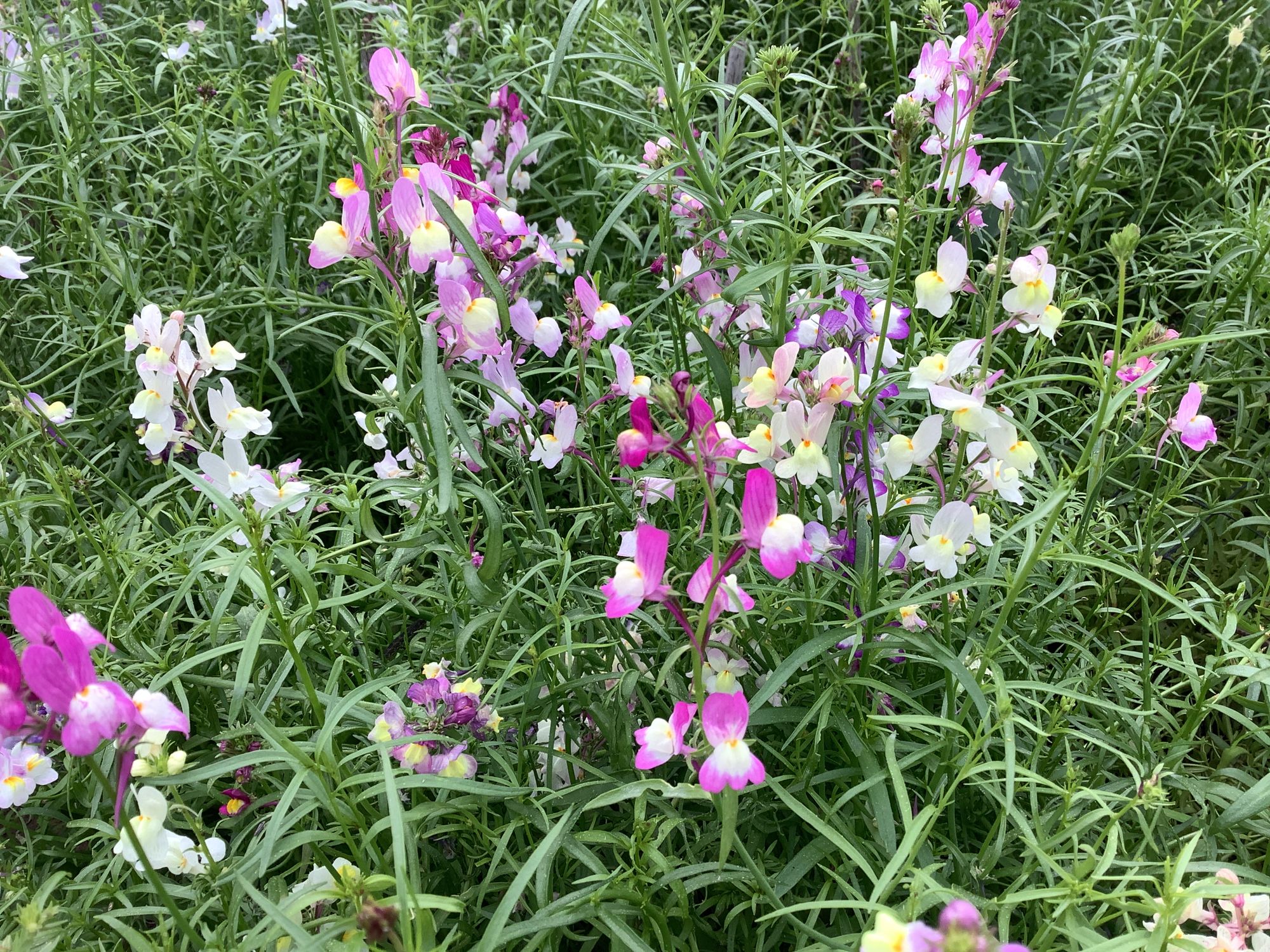 LINARIA maroccana Fairy Bouquet