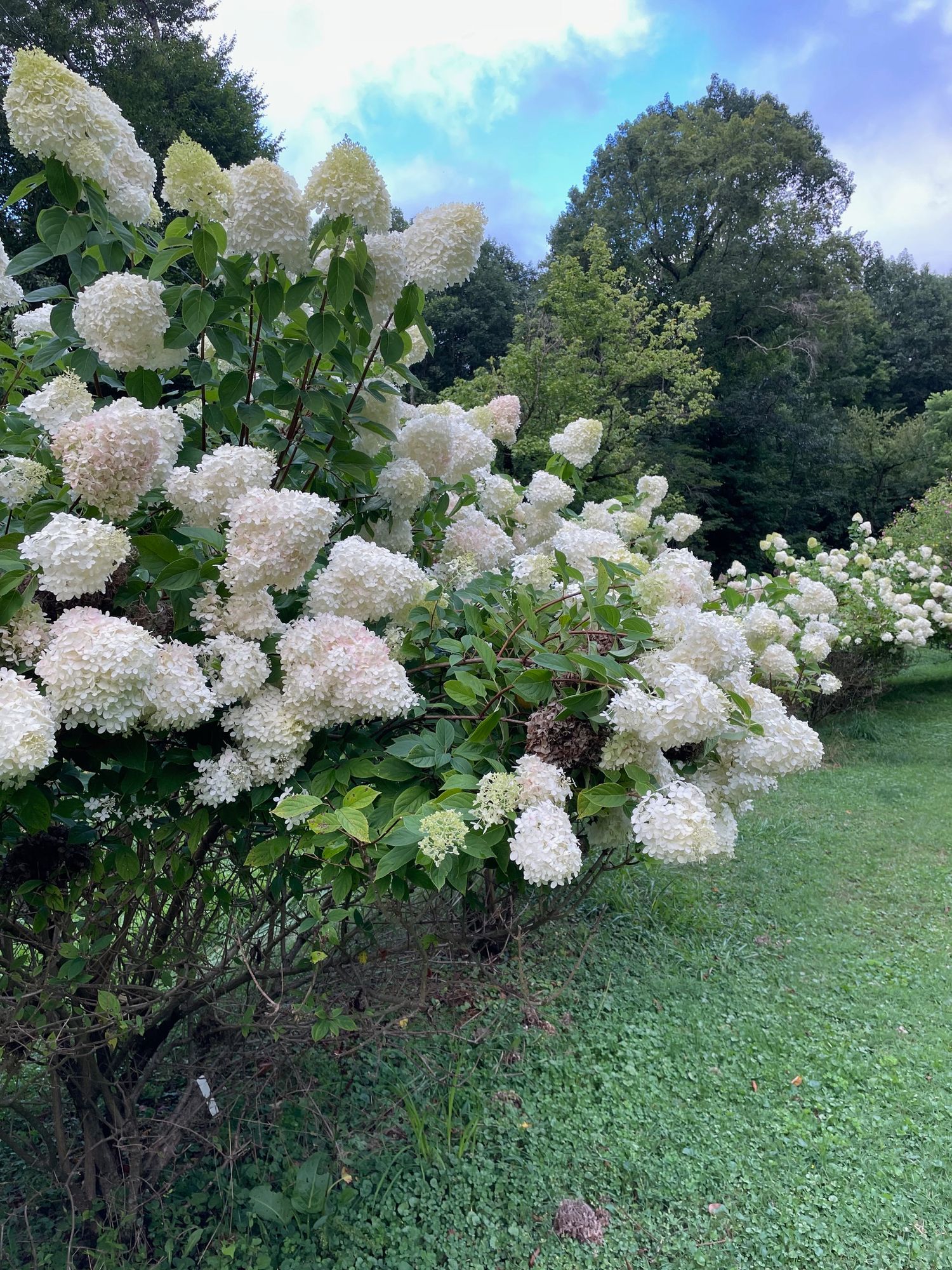 HYDRANGEA paniculata Limelight