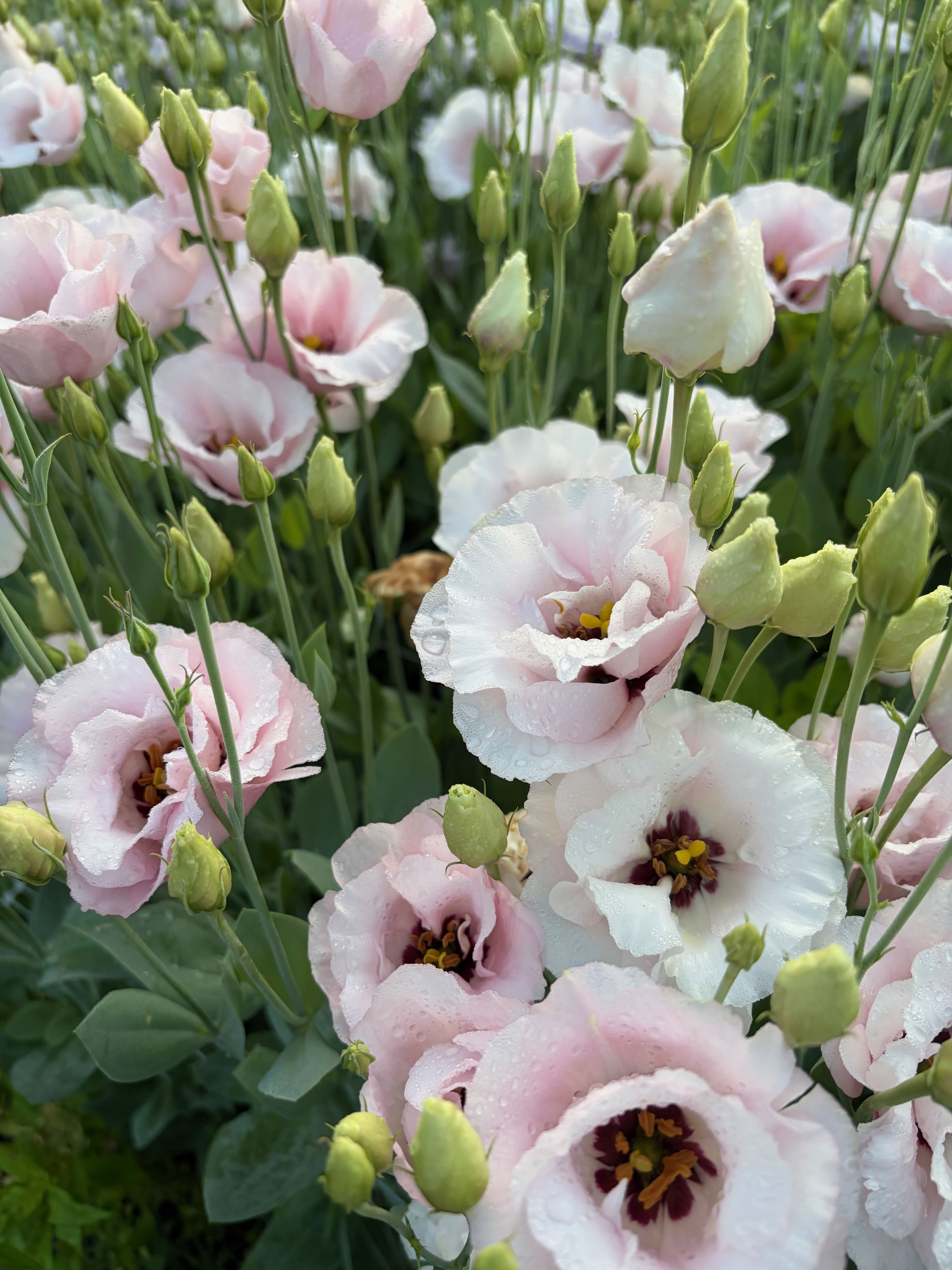 EUSTOMA grandiflorum
