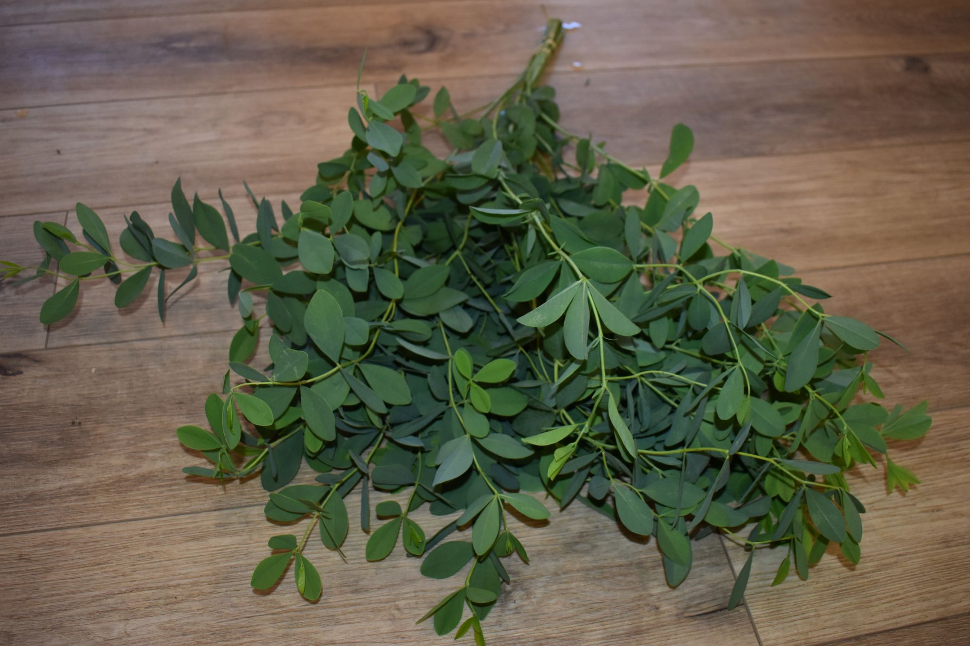 BAPTISIA australis